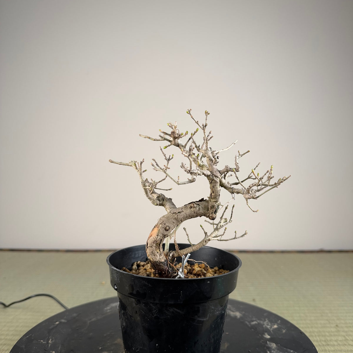 Ligustrum