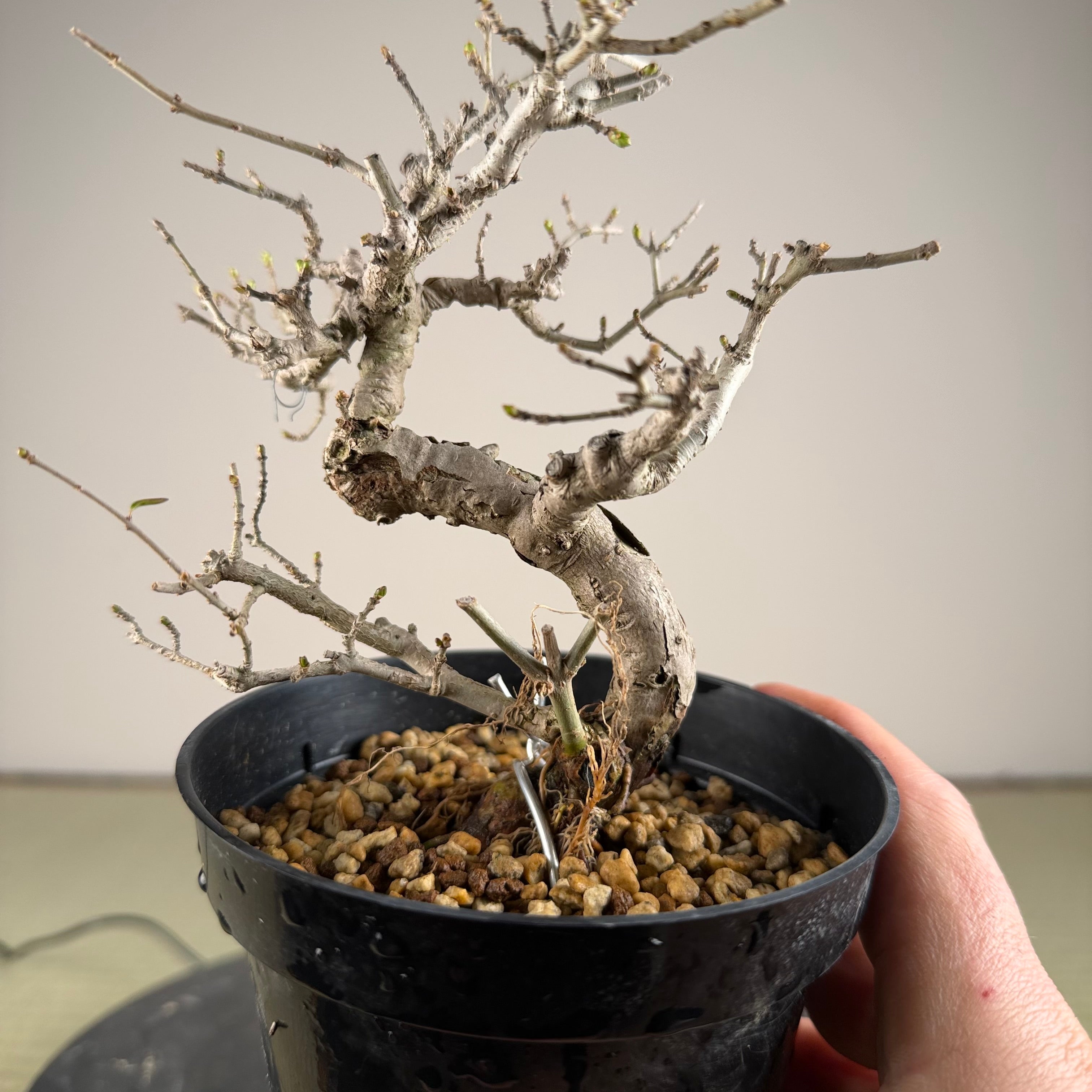 Ligustrum