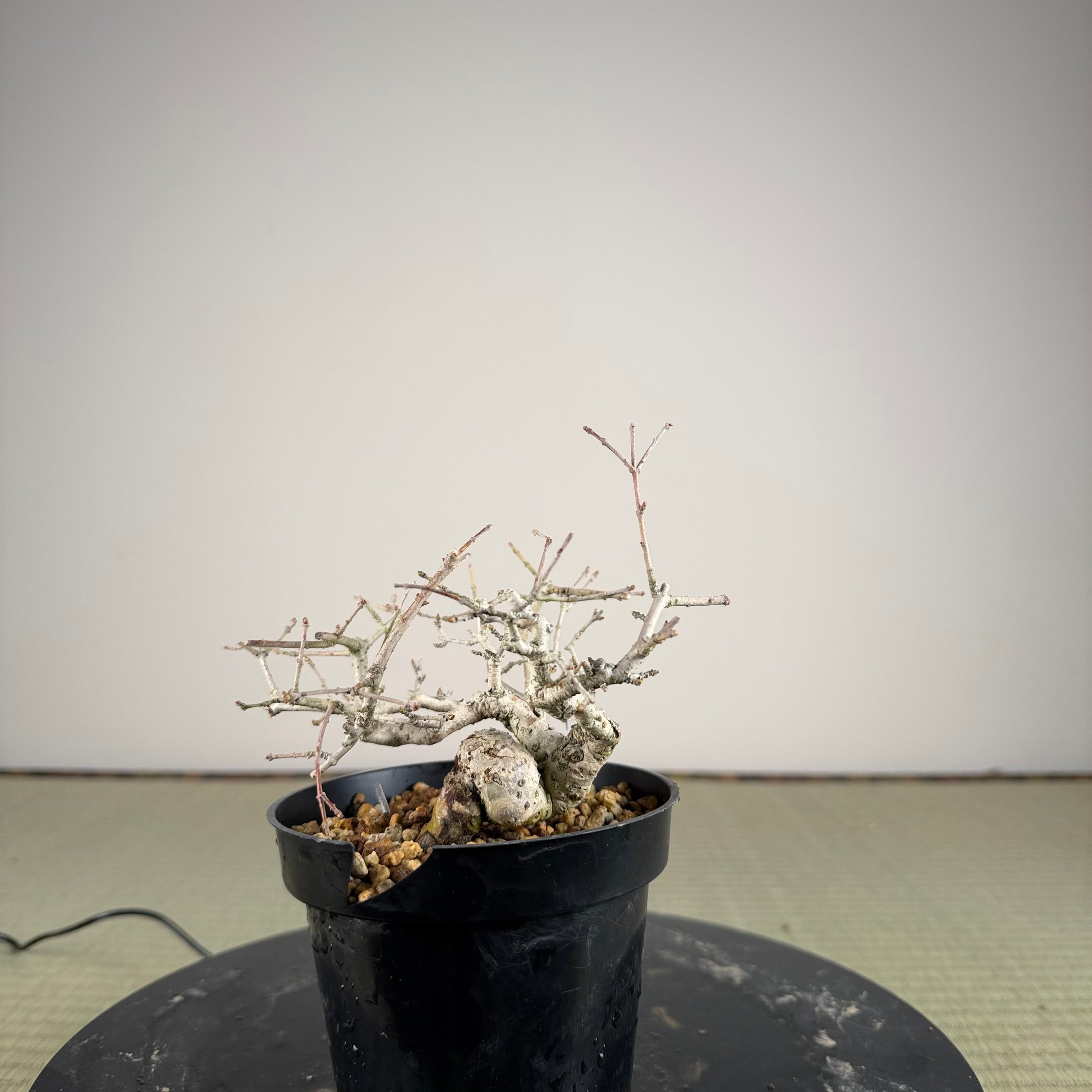 Ligustrum Arakawa *Voir note*