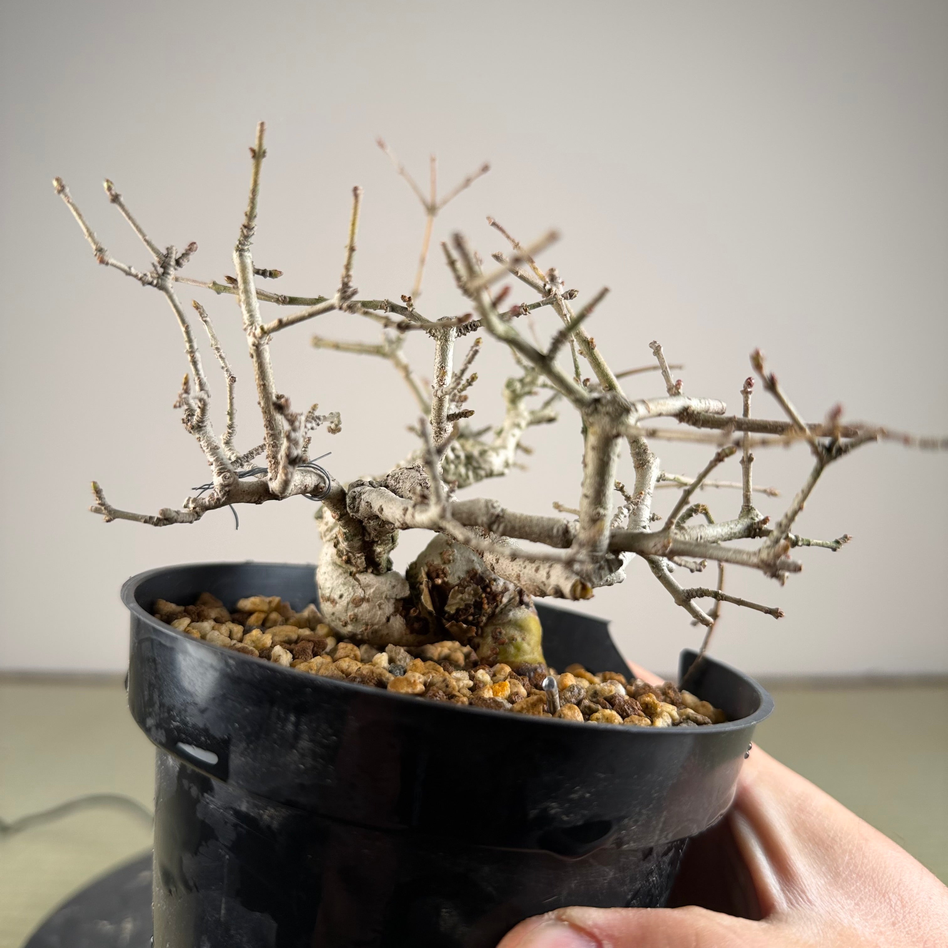 Ligustrum Arakawa *Voir note*