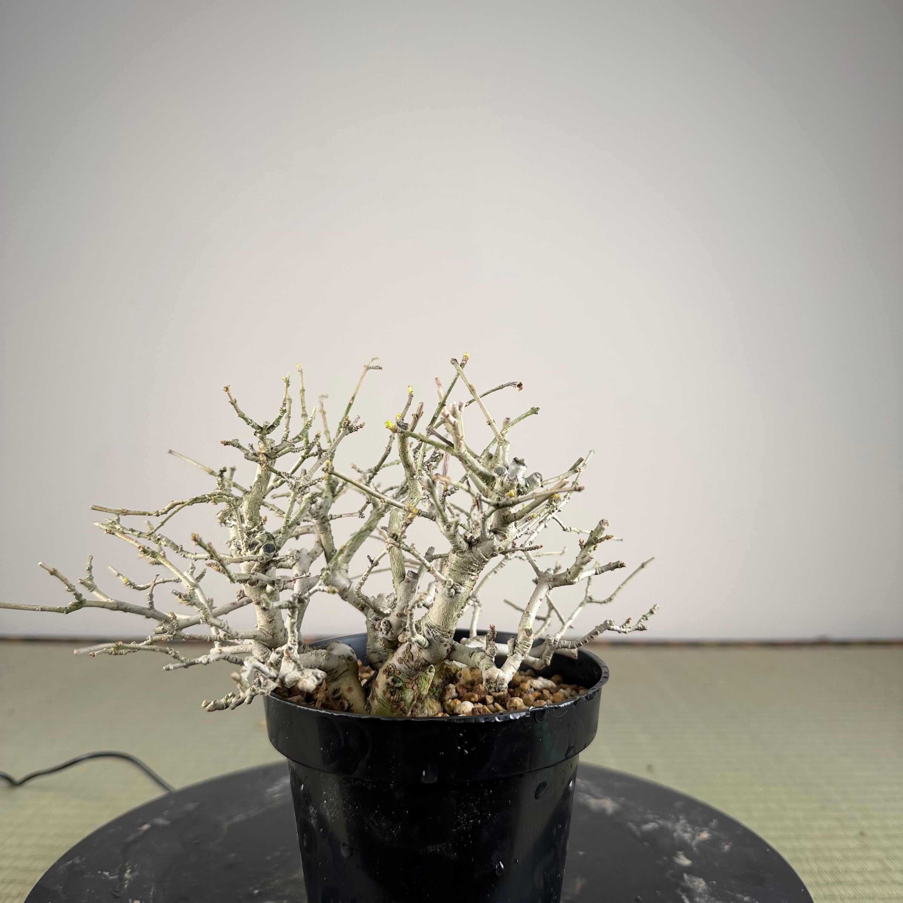 Ligustrum
