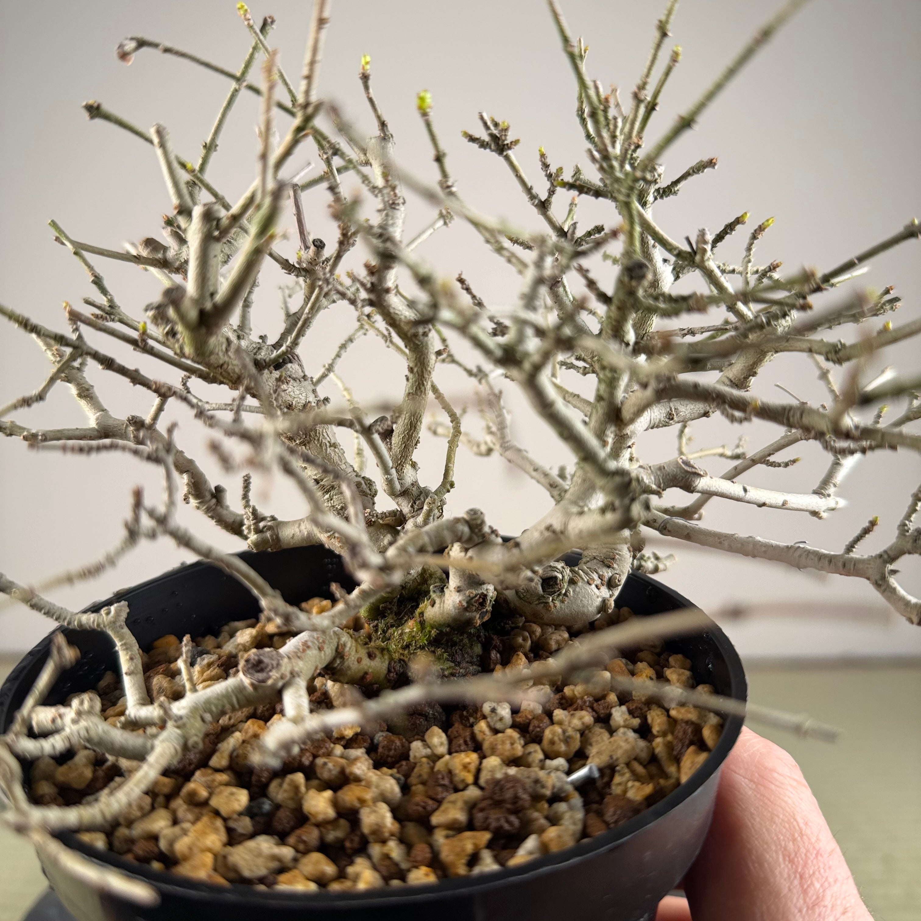 Ligustrum