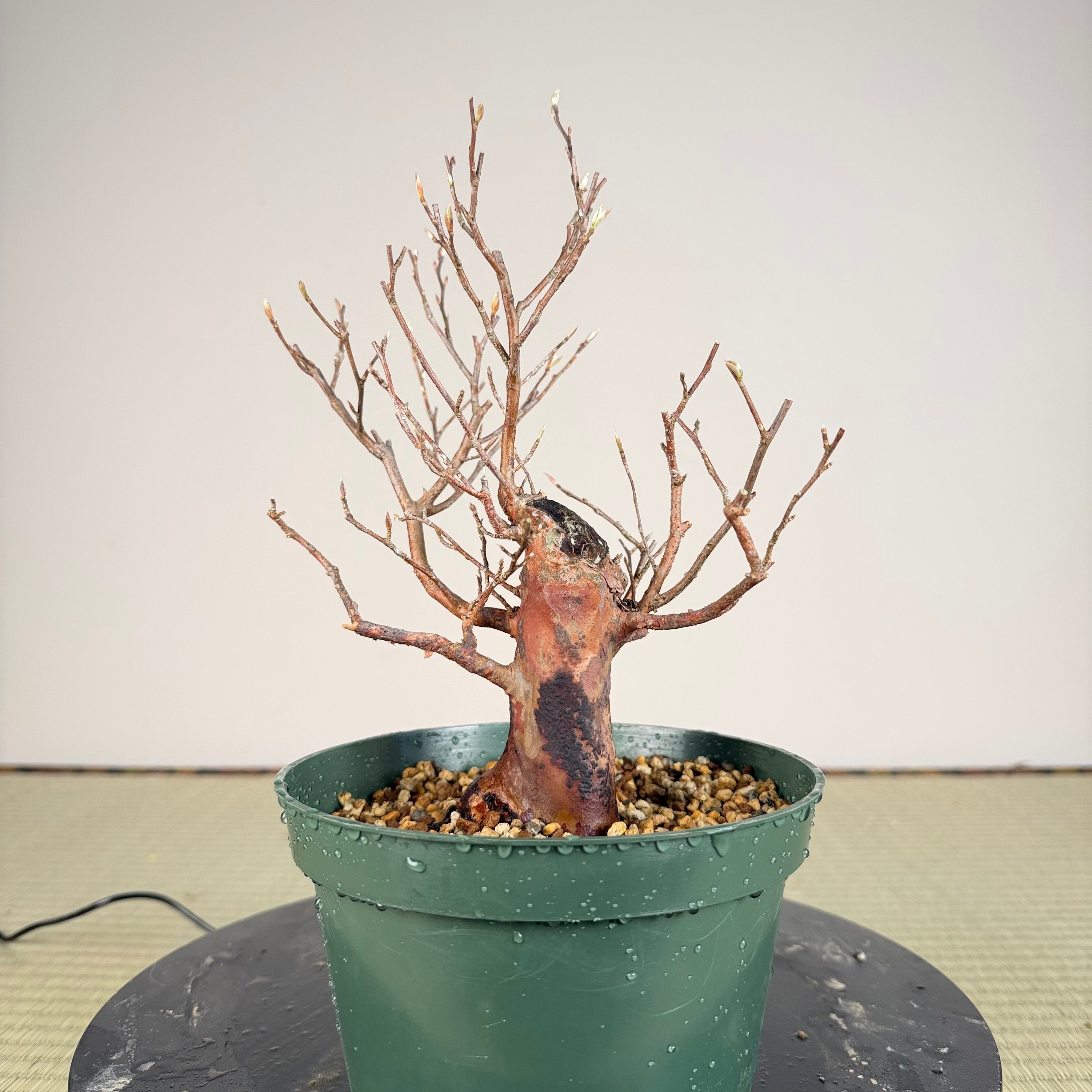 Stewartia monadelpha