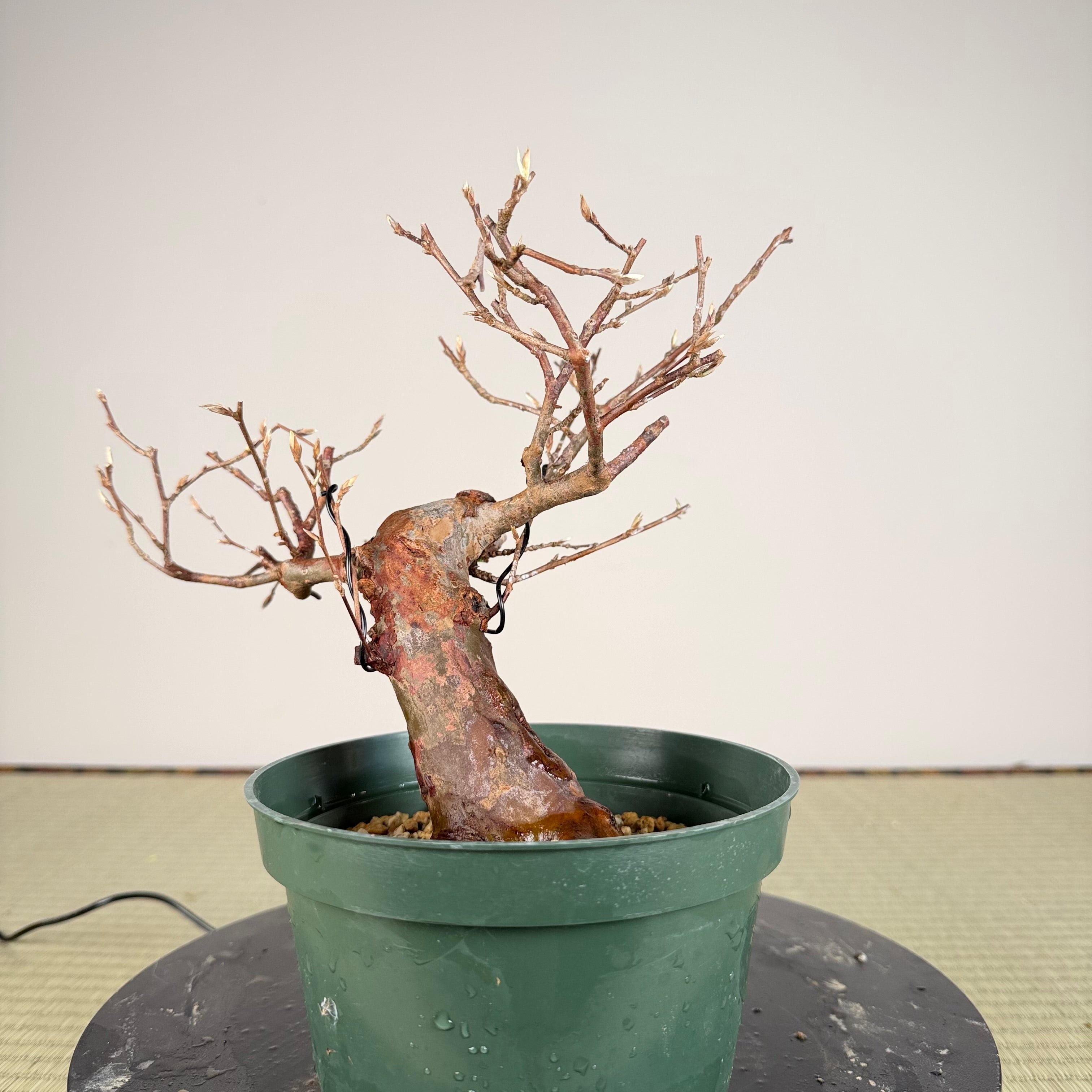 Stewartia monadelpha