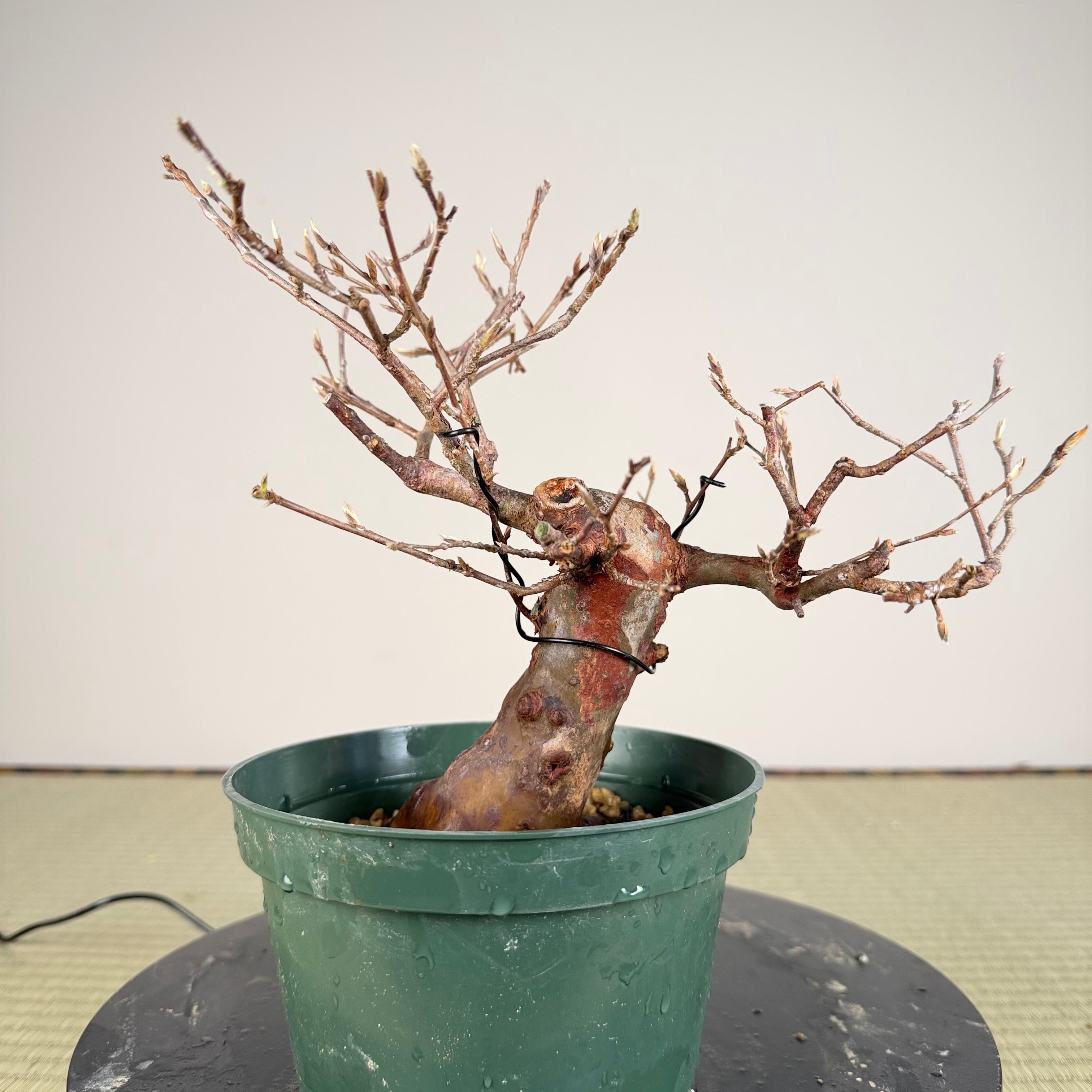 Stewartia monadelpha