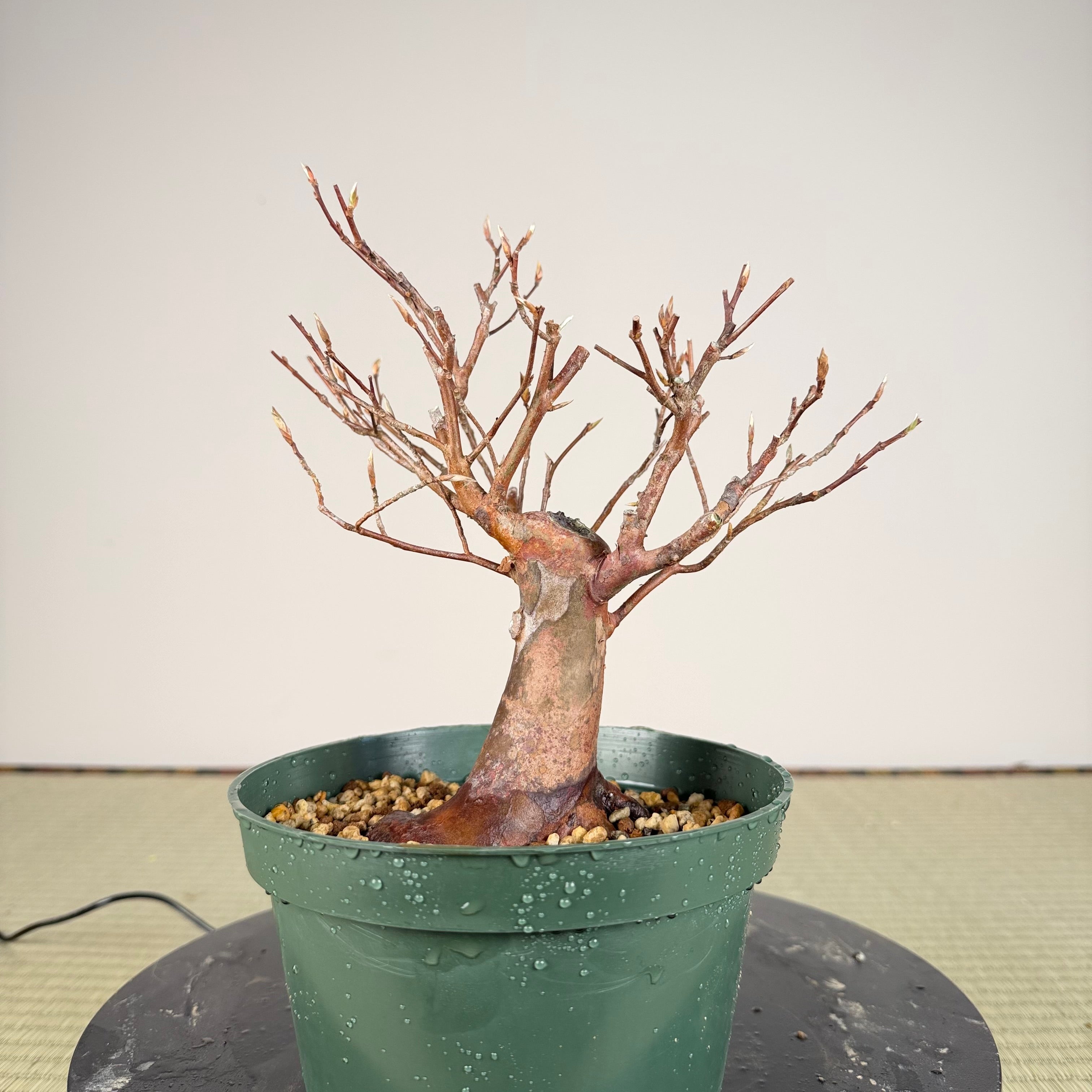 Stewartia monadelpha