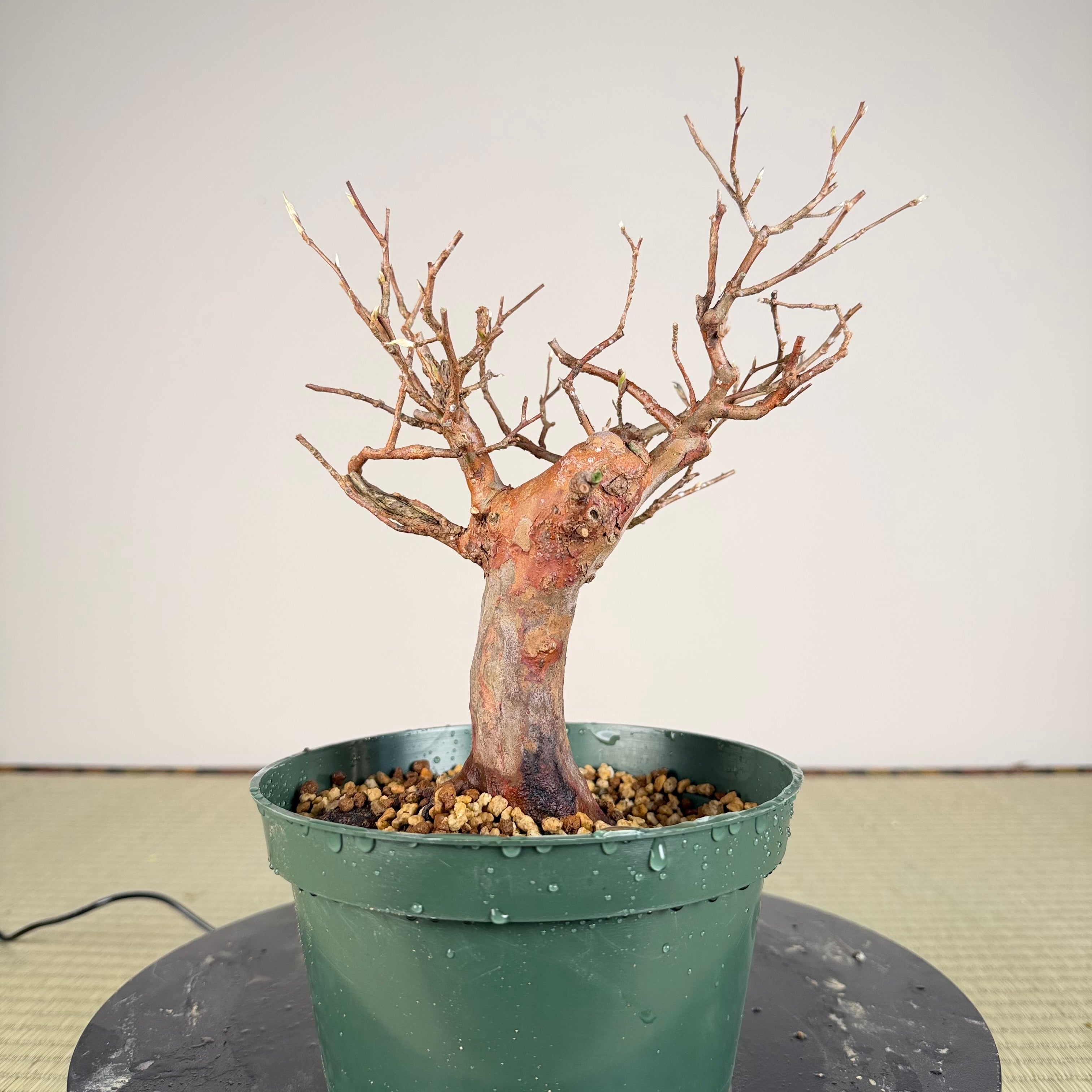 Stewartia monadelpha