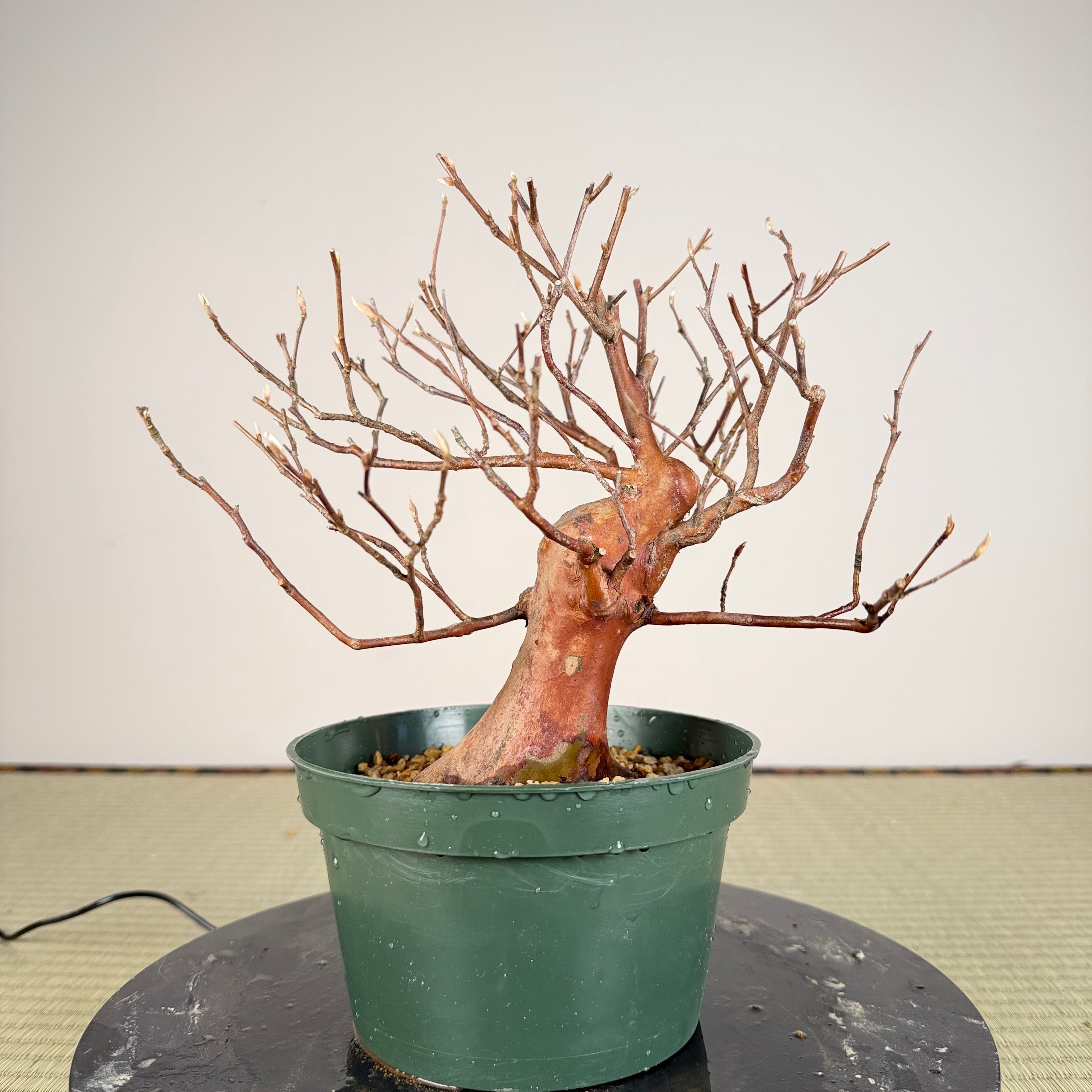 Stewartia monadelpha