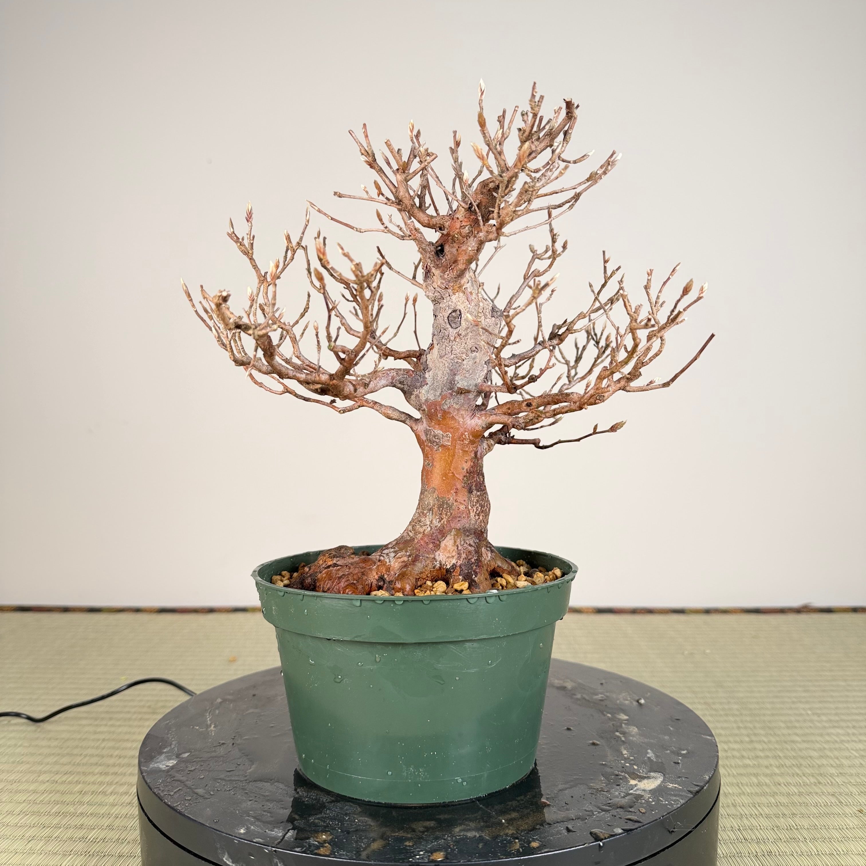 Stewartia monadelpha