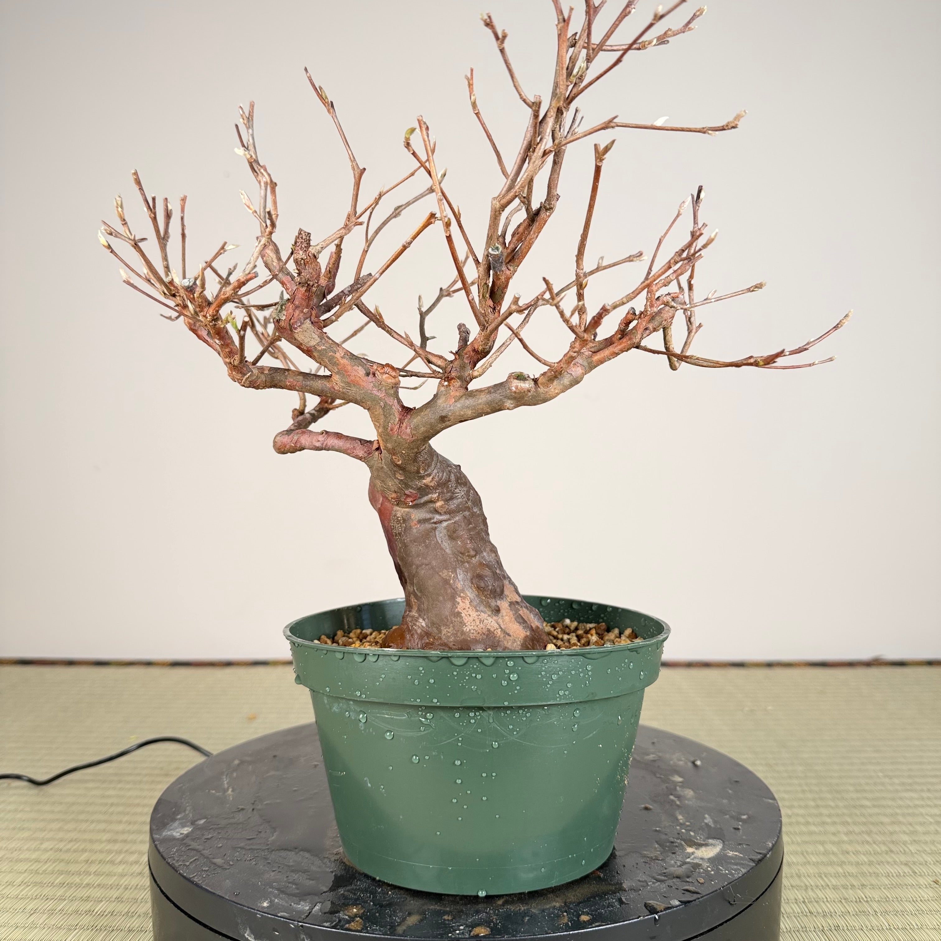 Stewartia monadelpha