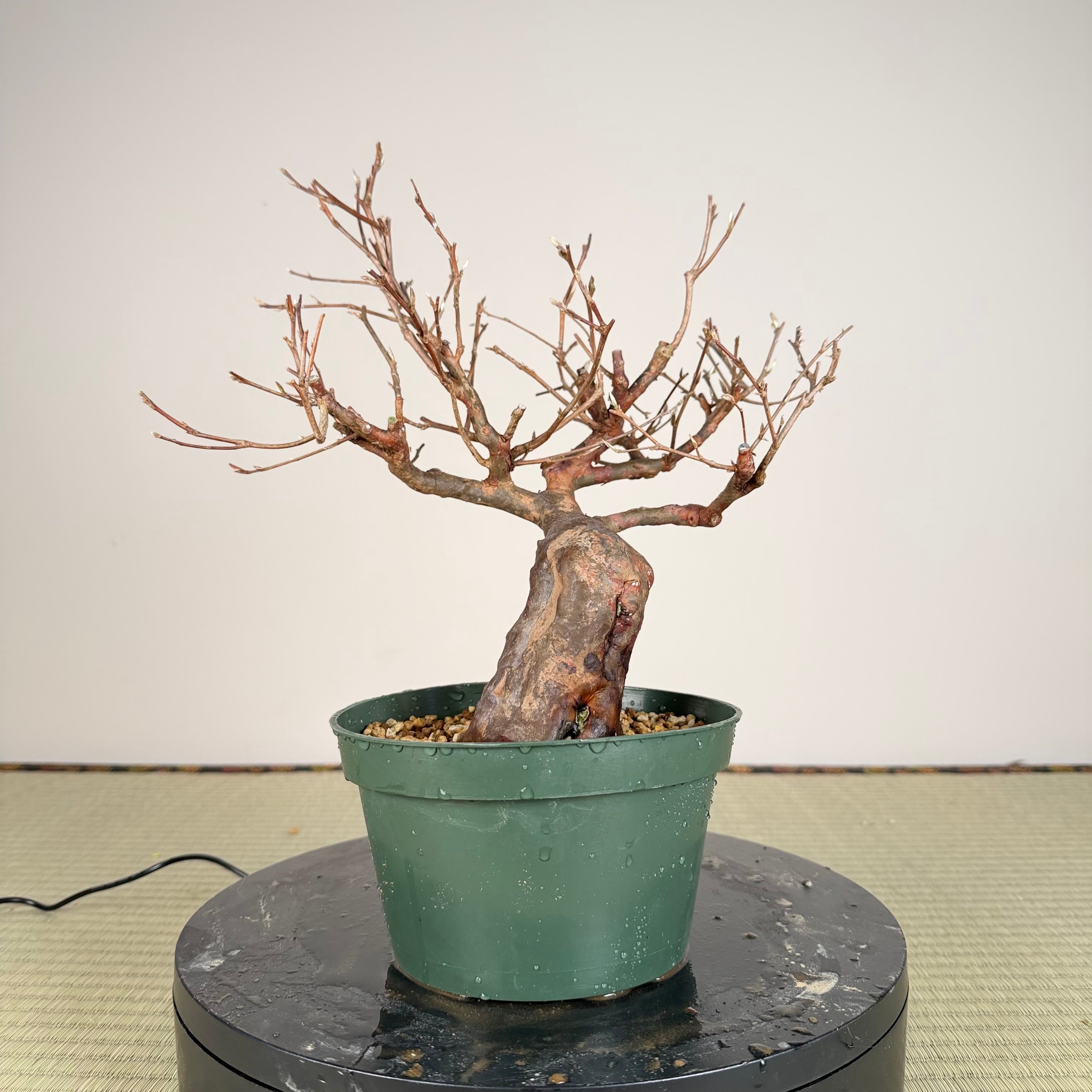 Stewartia monadelpha