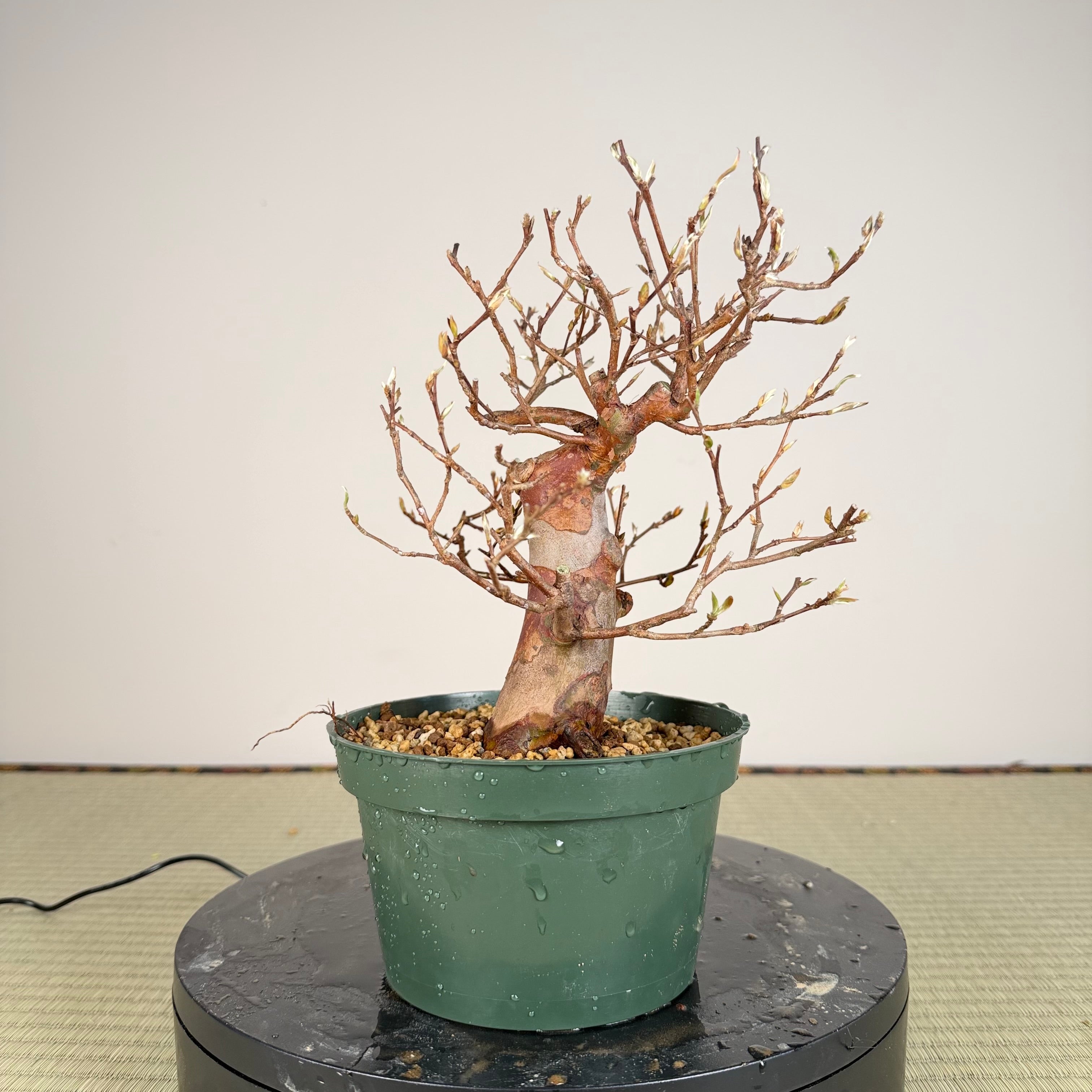 Stewartia monadelpha