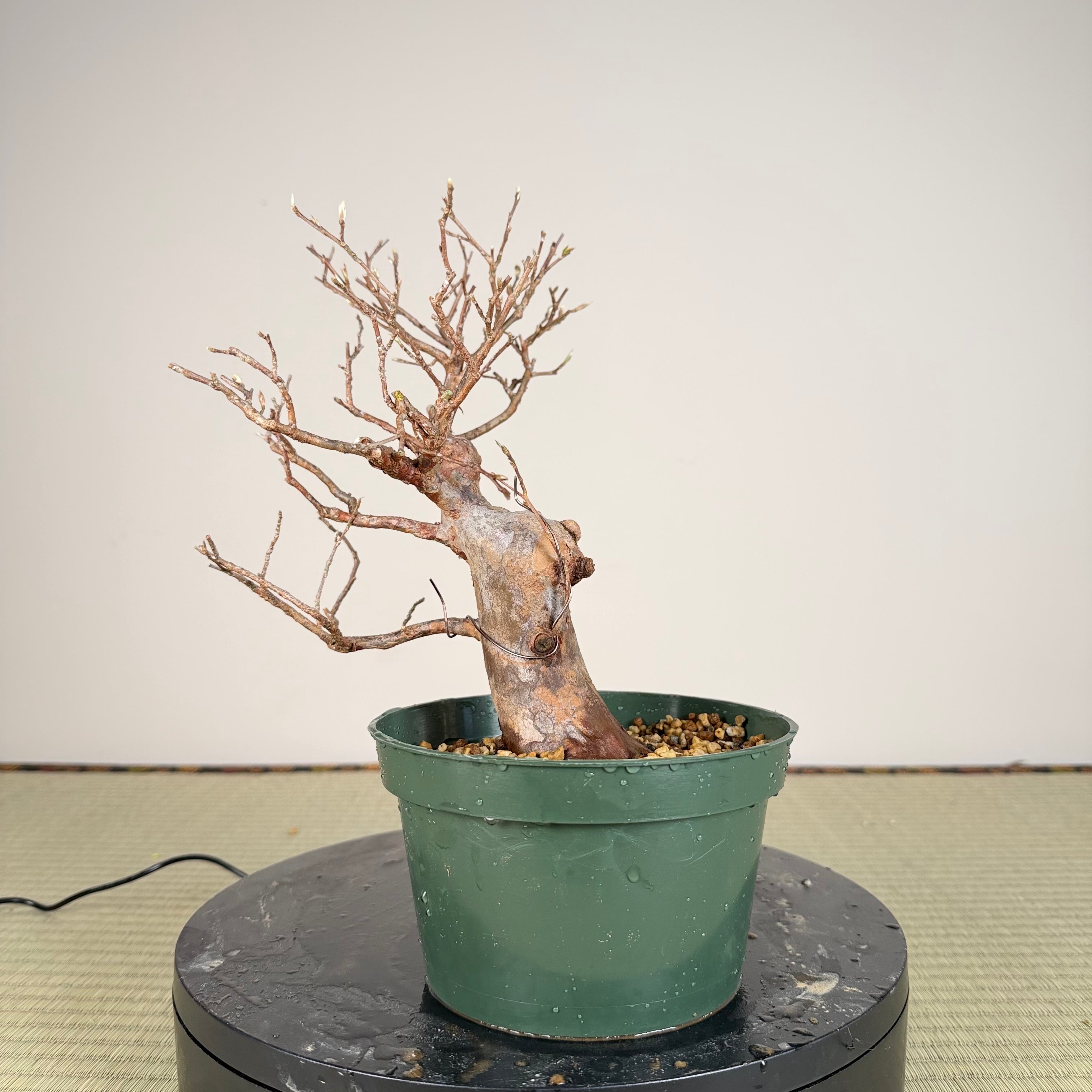 Stewartia monadelpha