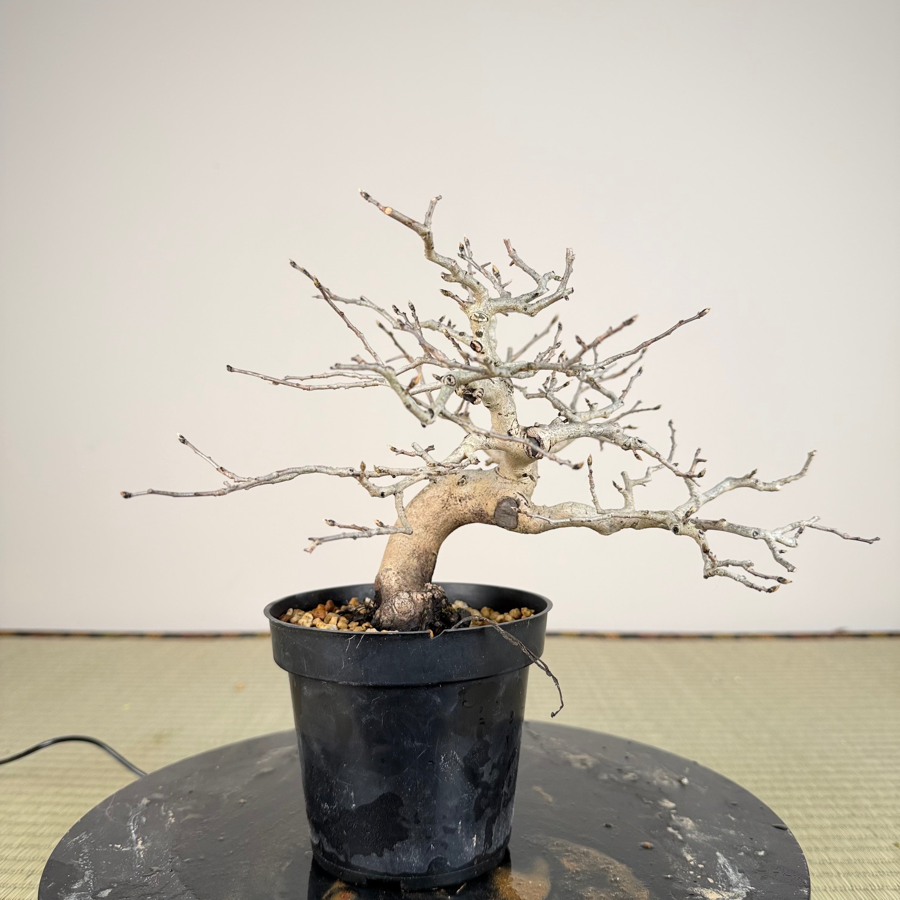 Diospyros rhombifolia