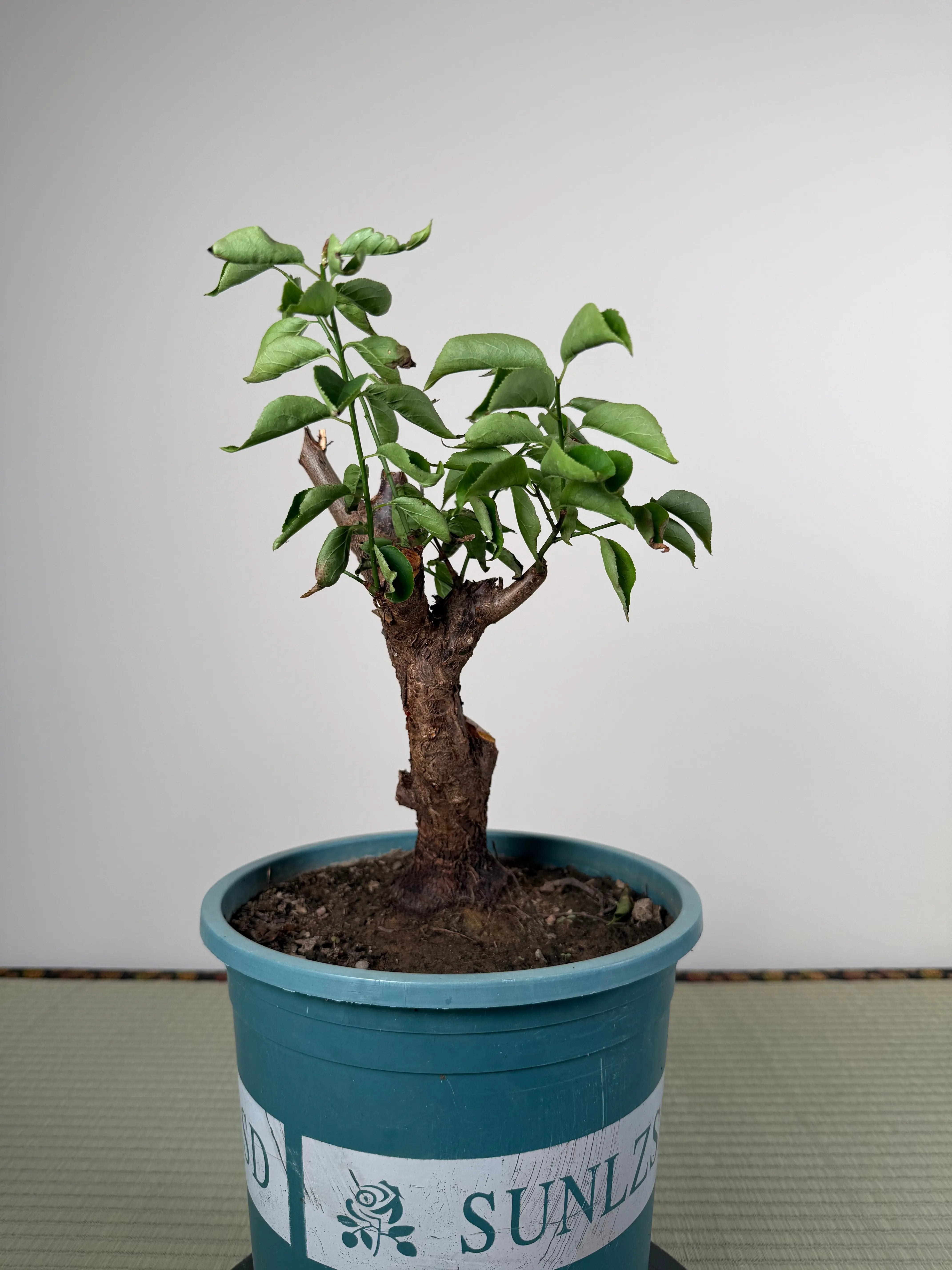 Prunus mume Canada Bonsai