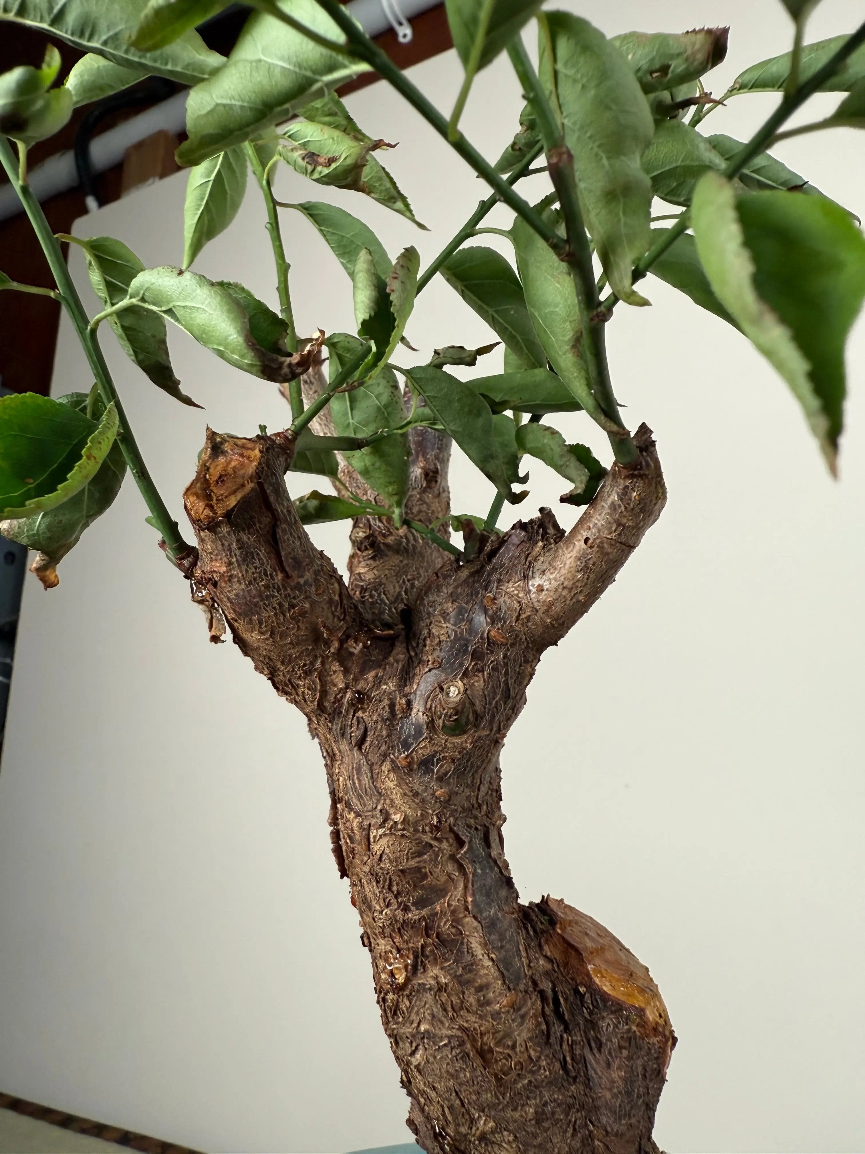Prunus mume Canada Bonsai
