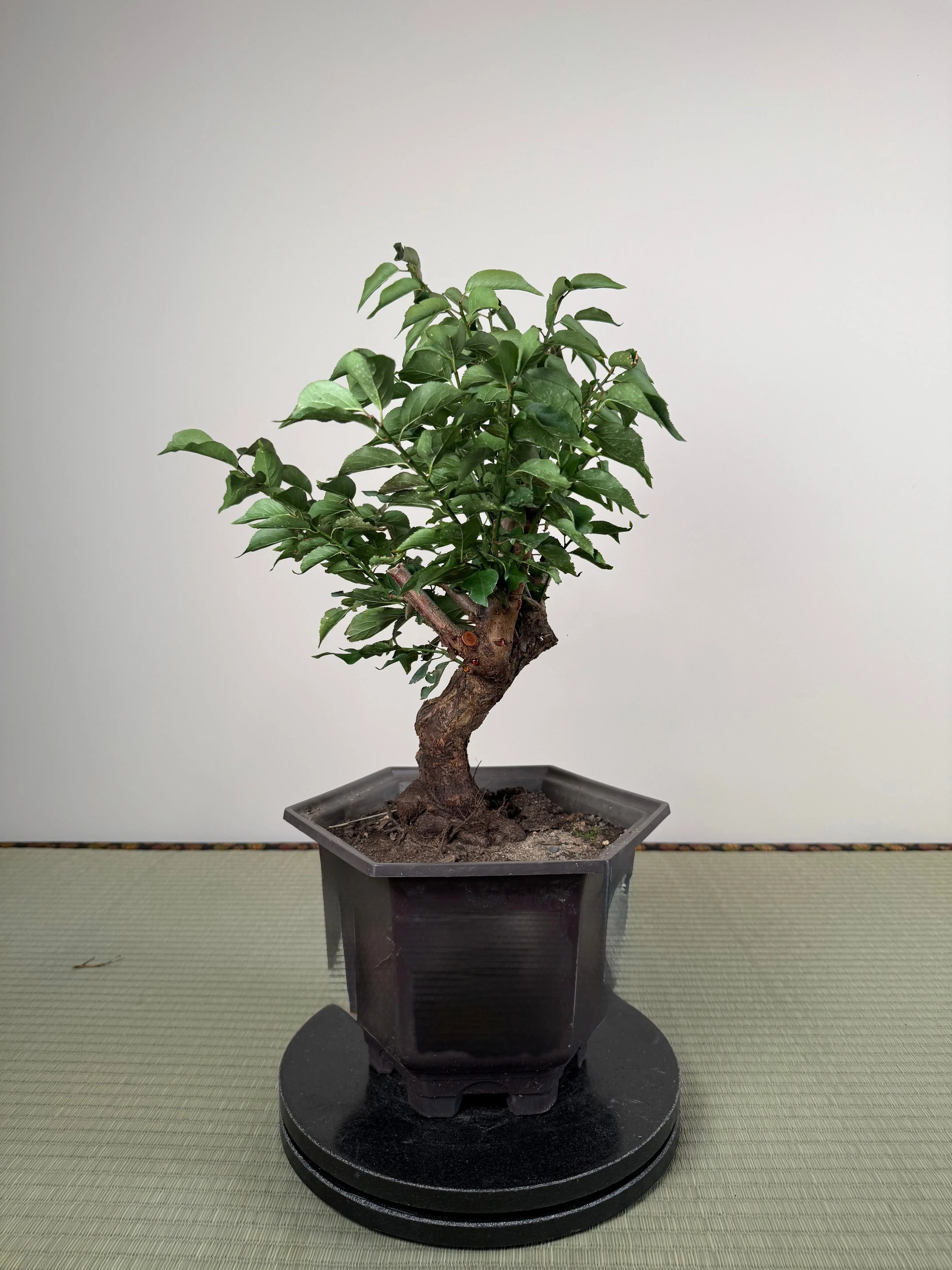 Prunus mume Canada Bonsai
