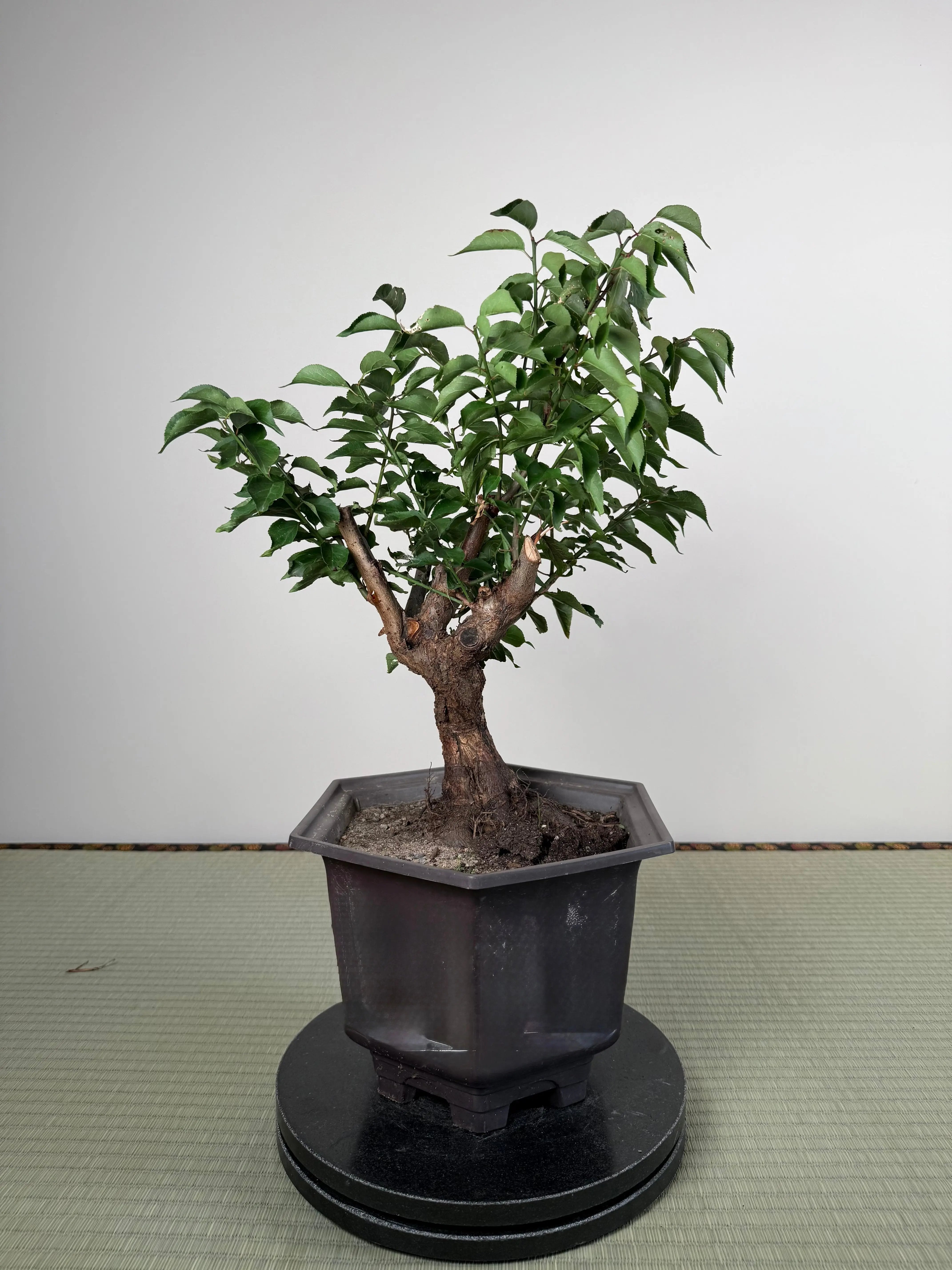 Prunus mume Canada Bonsai