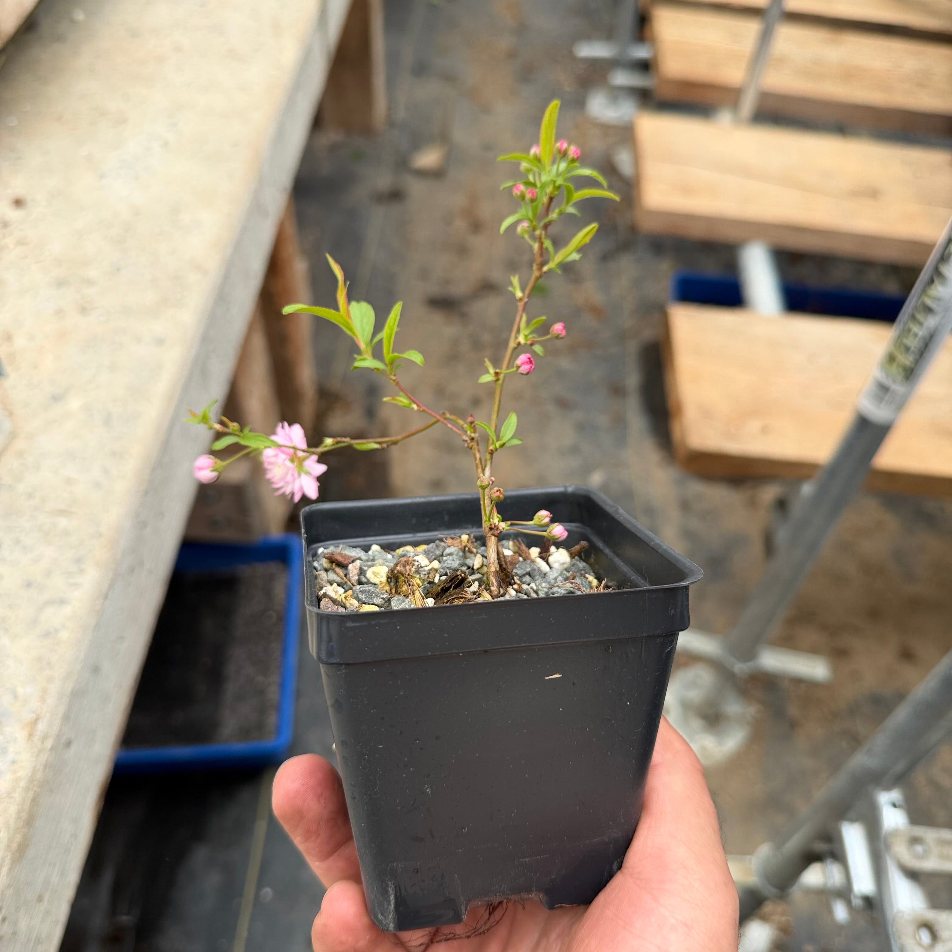 Prunus glandulosa