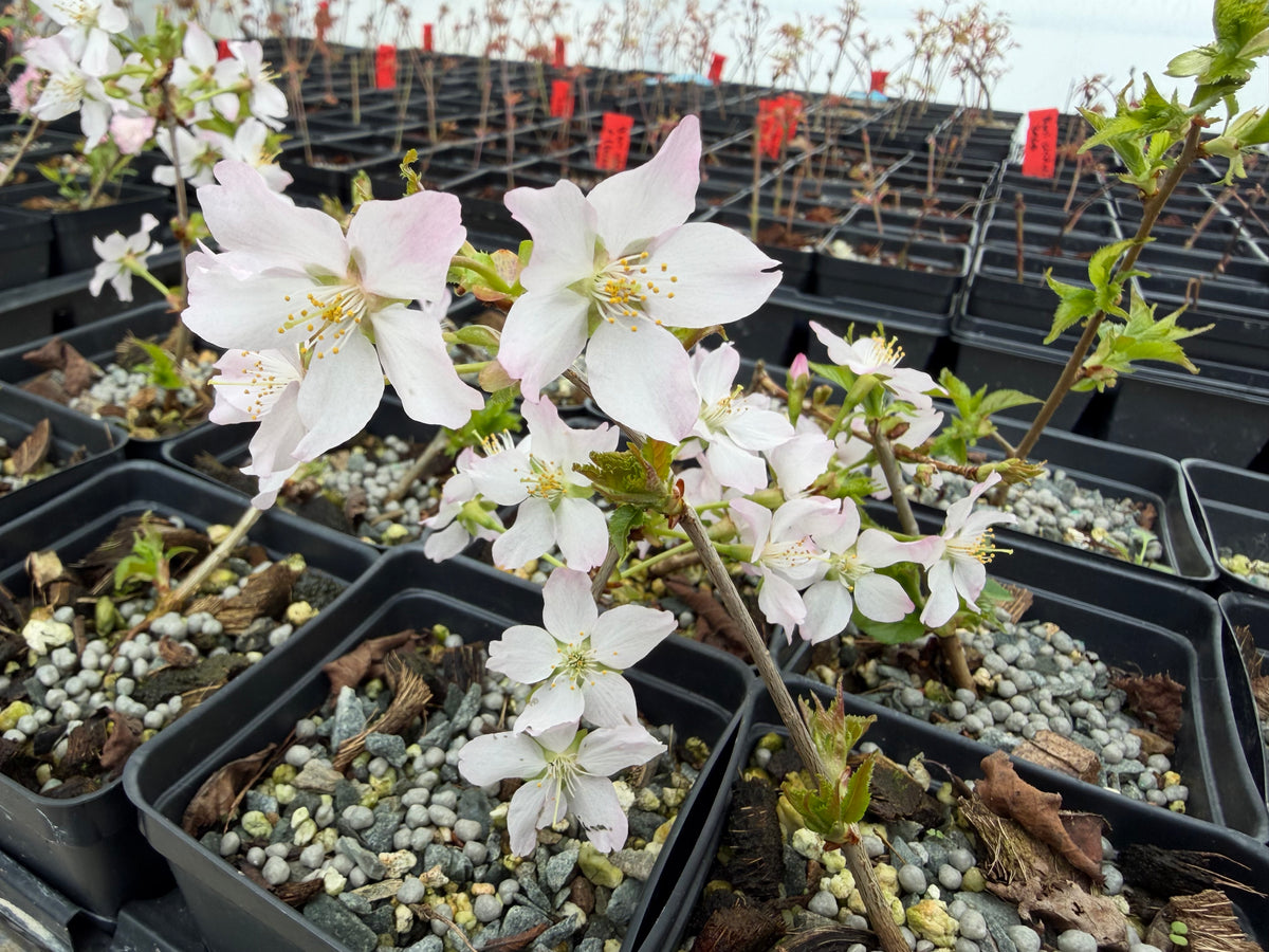 Prunus nipponica