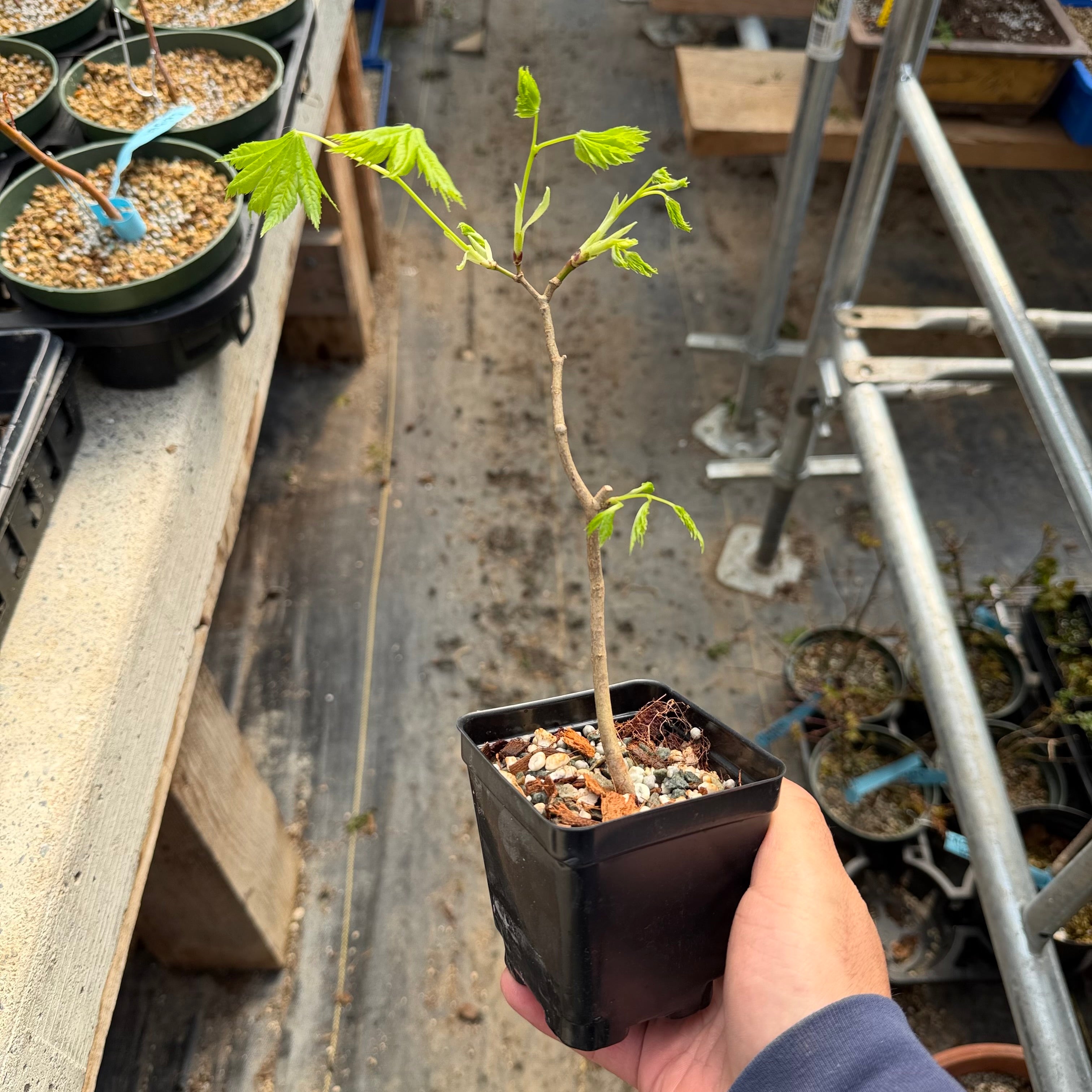 Acer tenuifolium 'Kohauchiwa' (3 units)