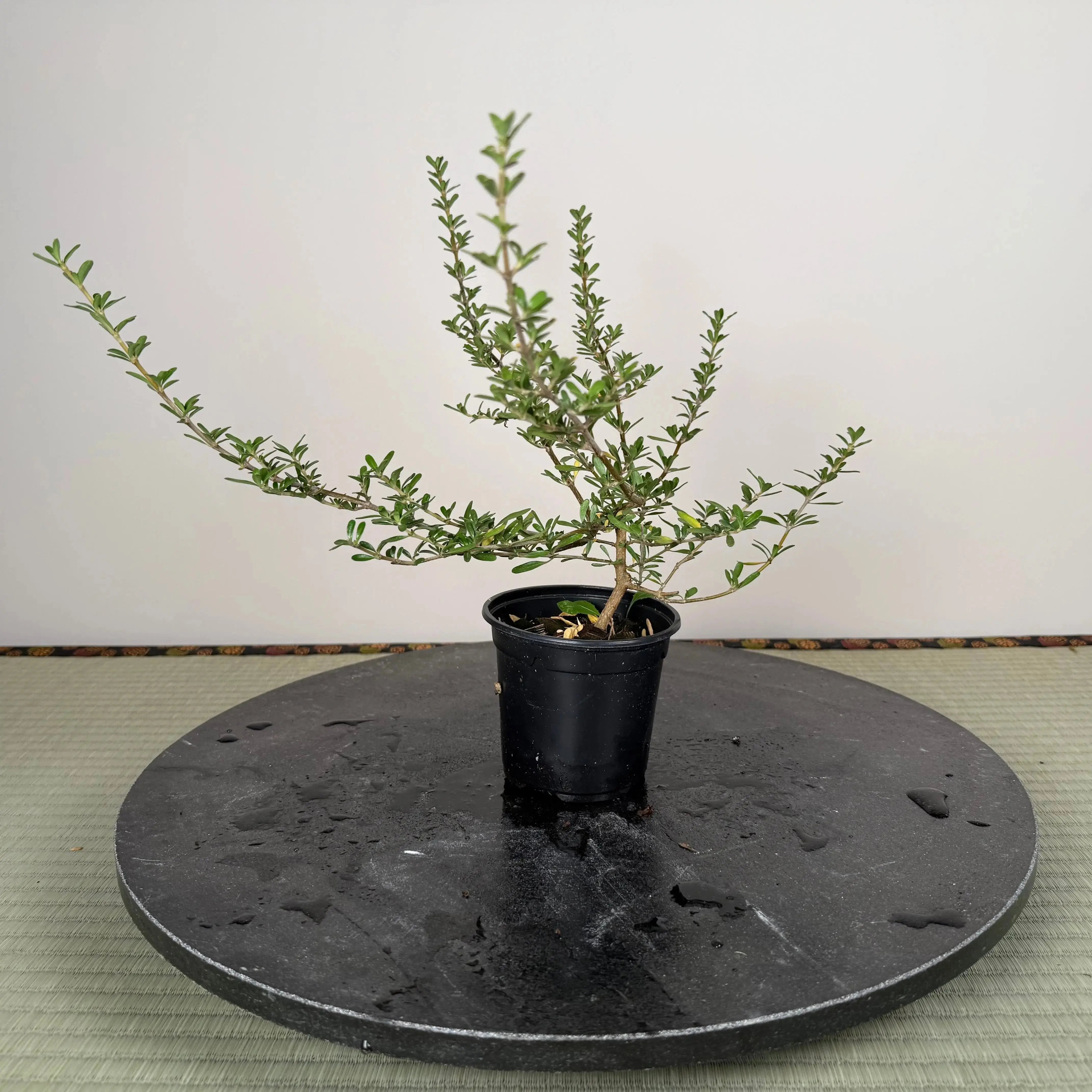 Base Kit with Indoor Bonsai Canada Bonsai