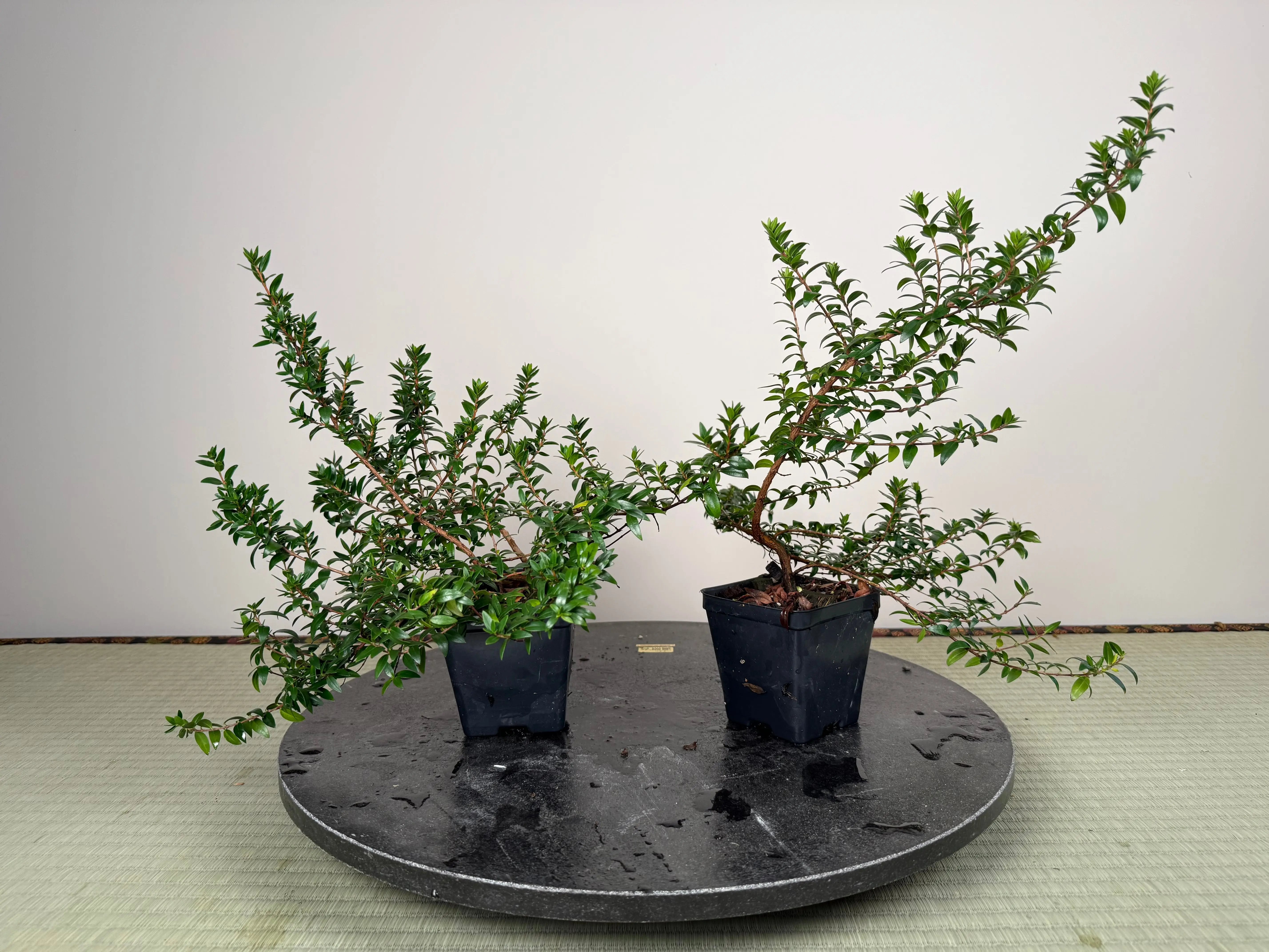 MYRTLE Canada Bonsai