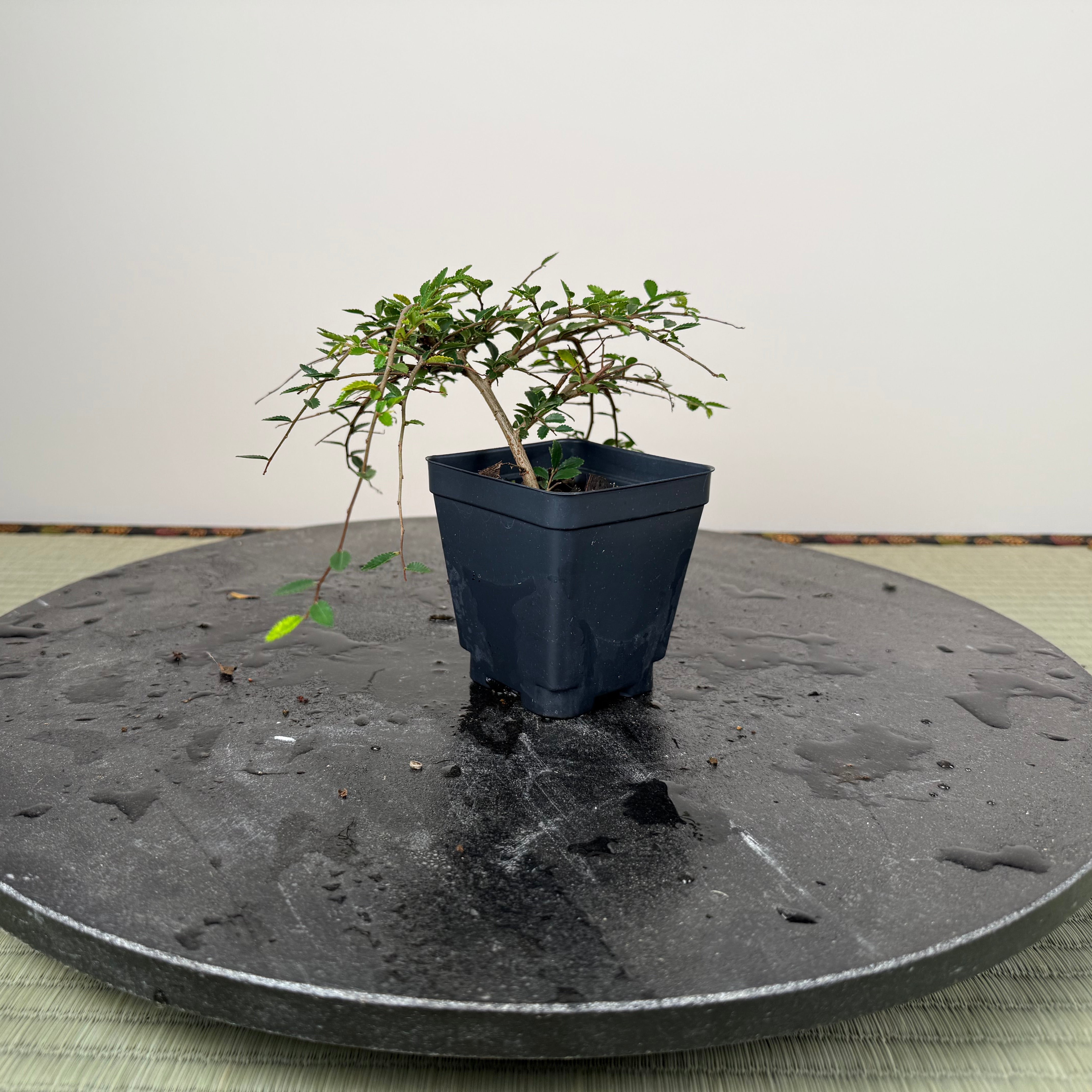 CHINESE ELM