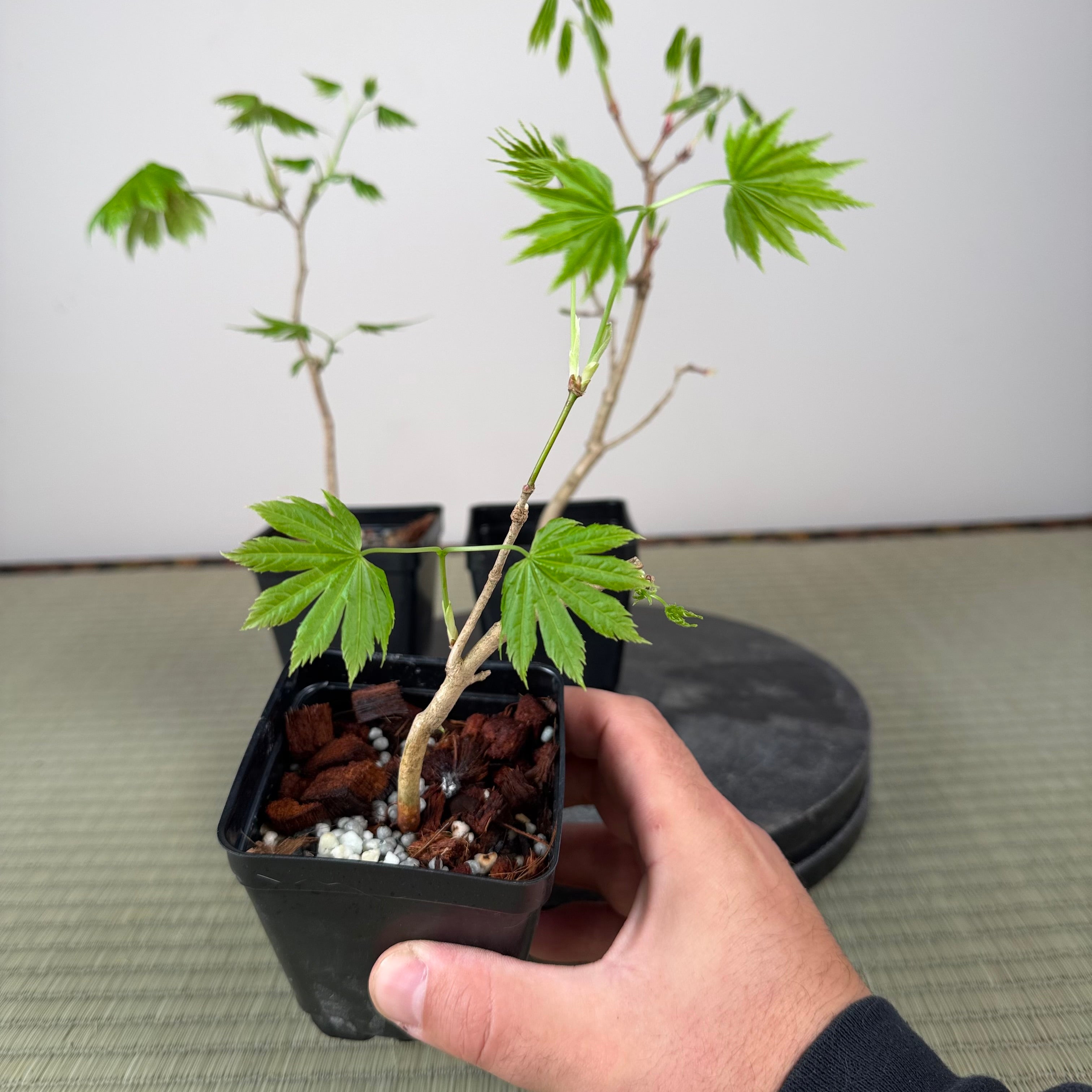 Acer tenuifolium 'Kohauchiwa' (3 units)