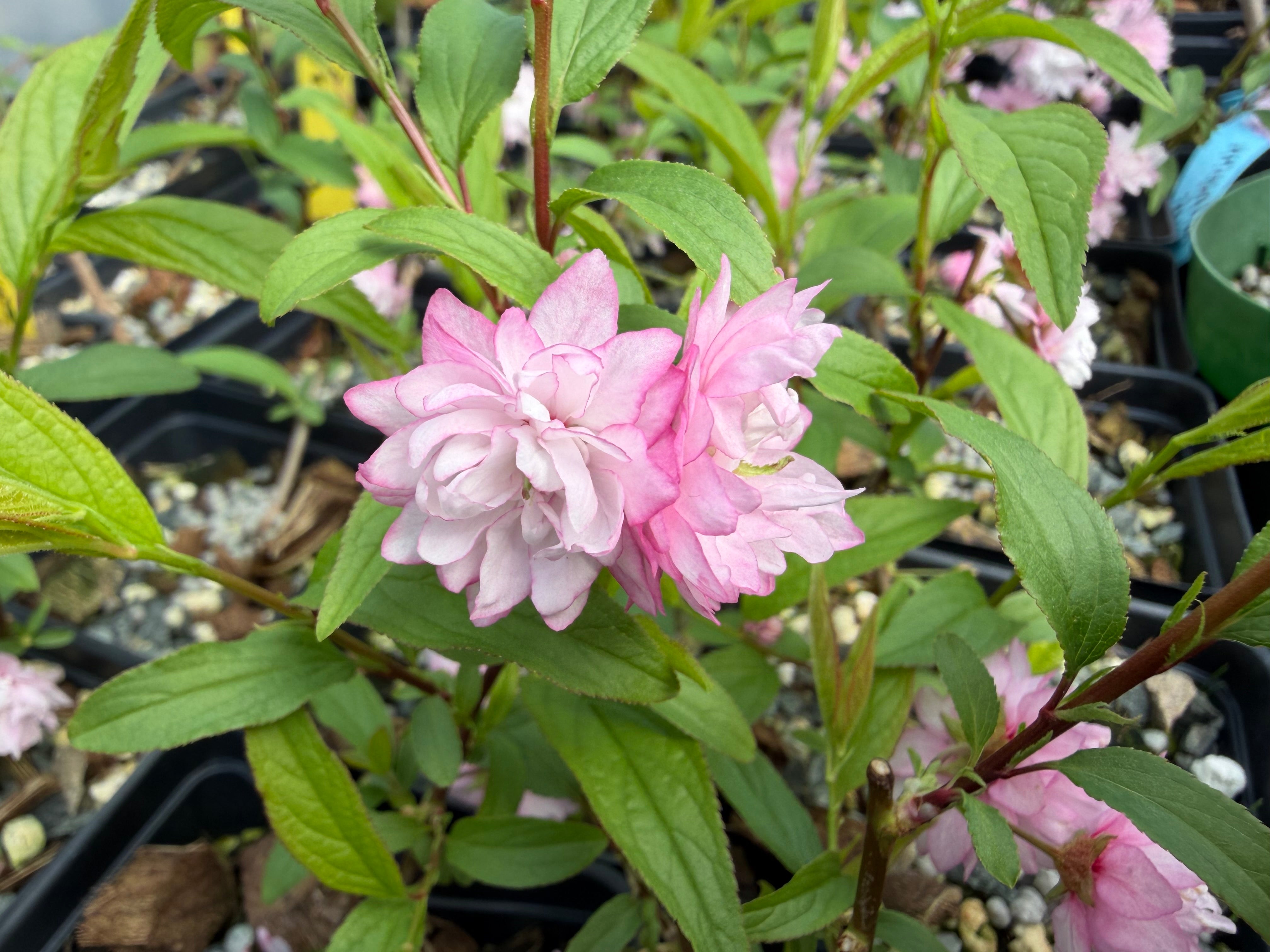 Prunus glandulosa