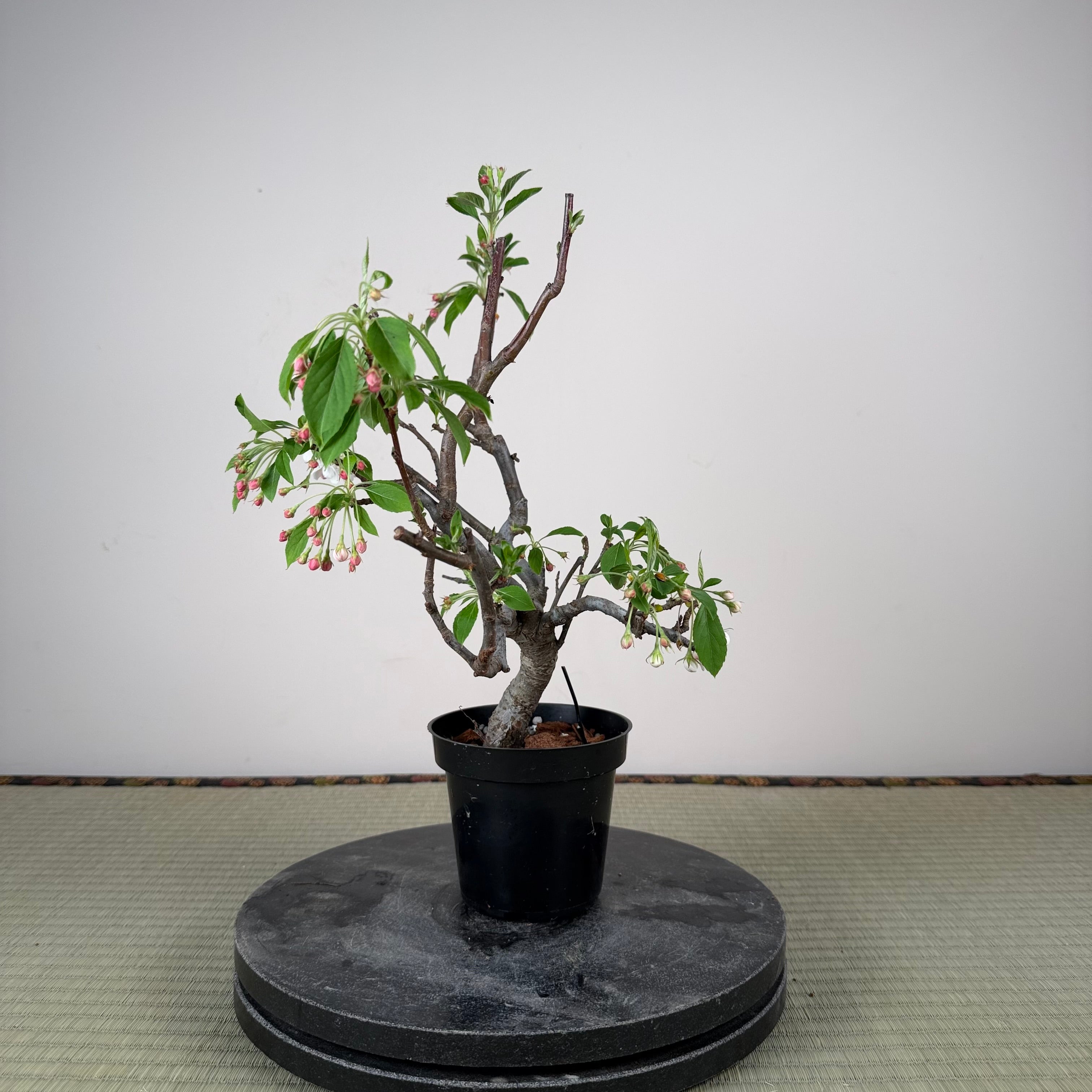 Malus 'Hime Ringo'