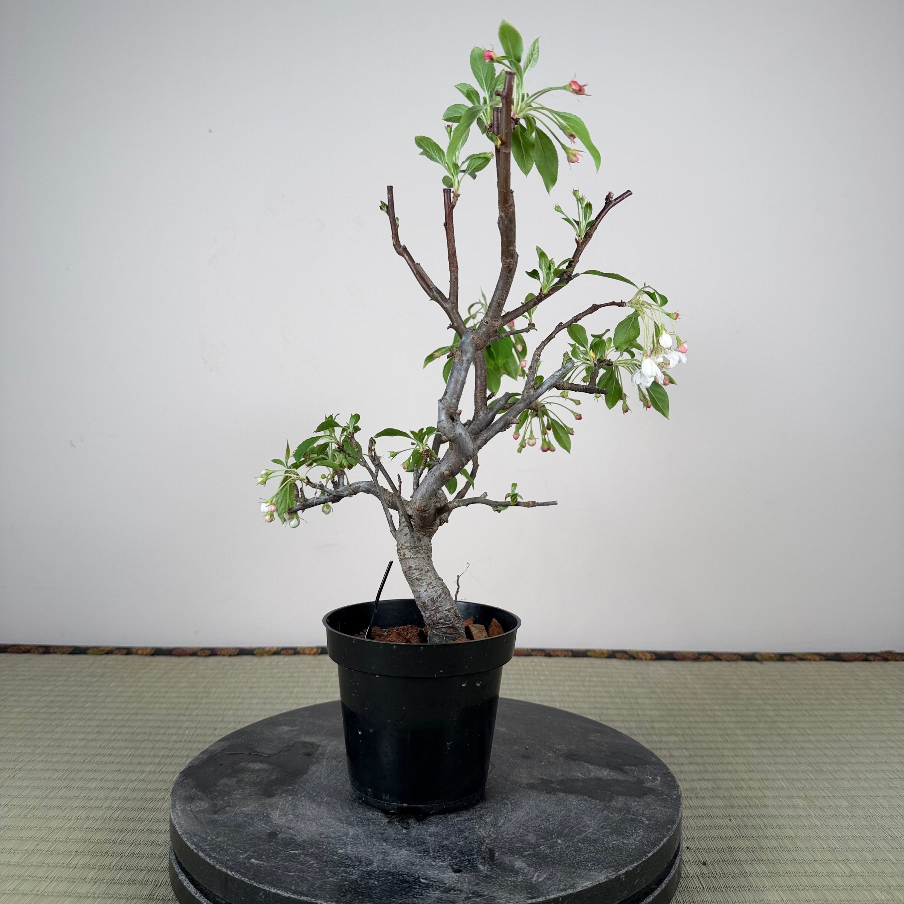 Malus 'Hime Ringo'