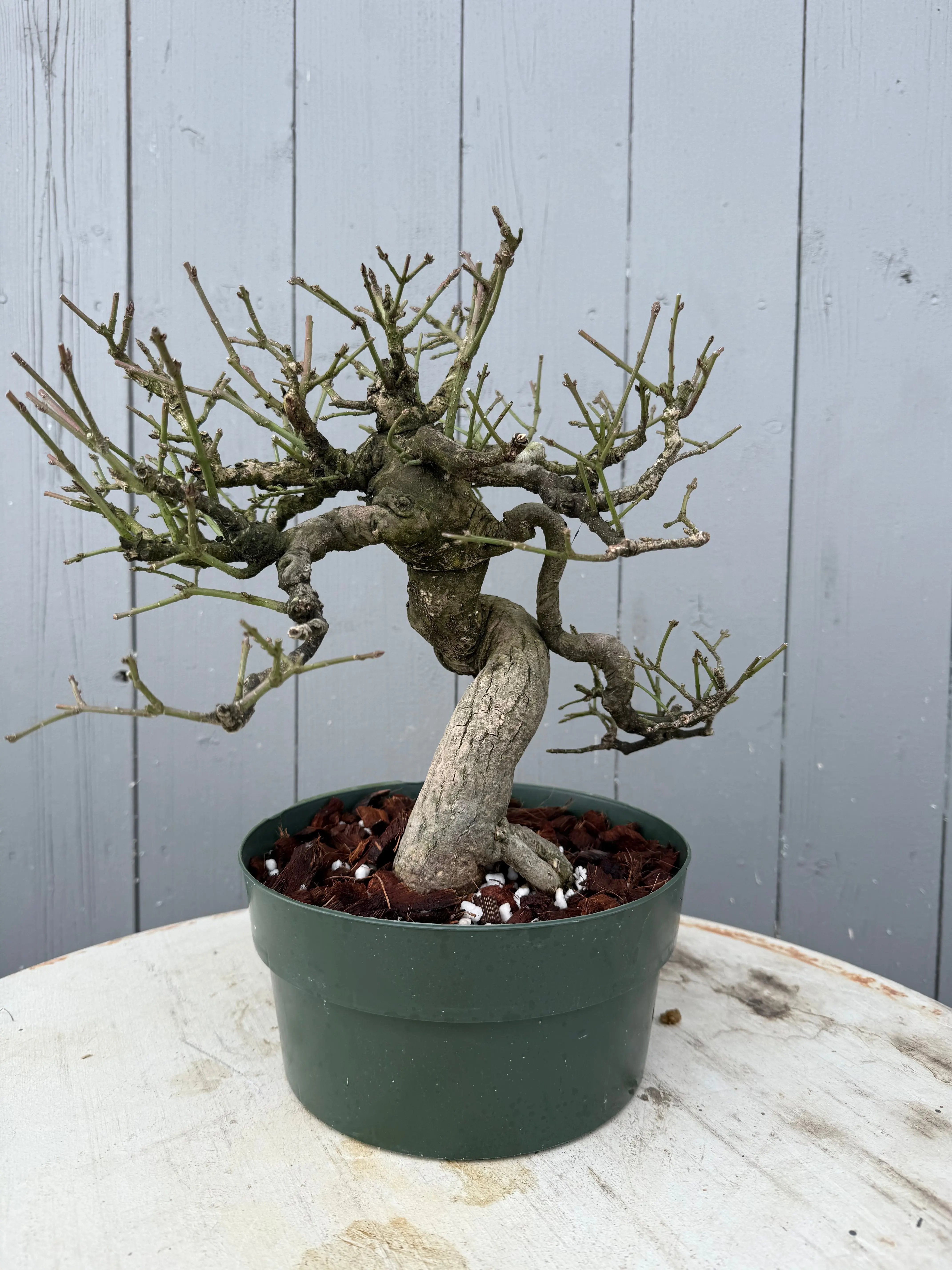 Euonymus Canada Bonsai