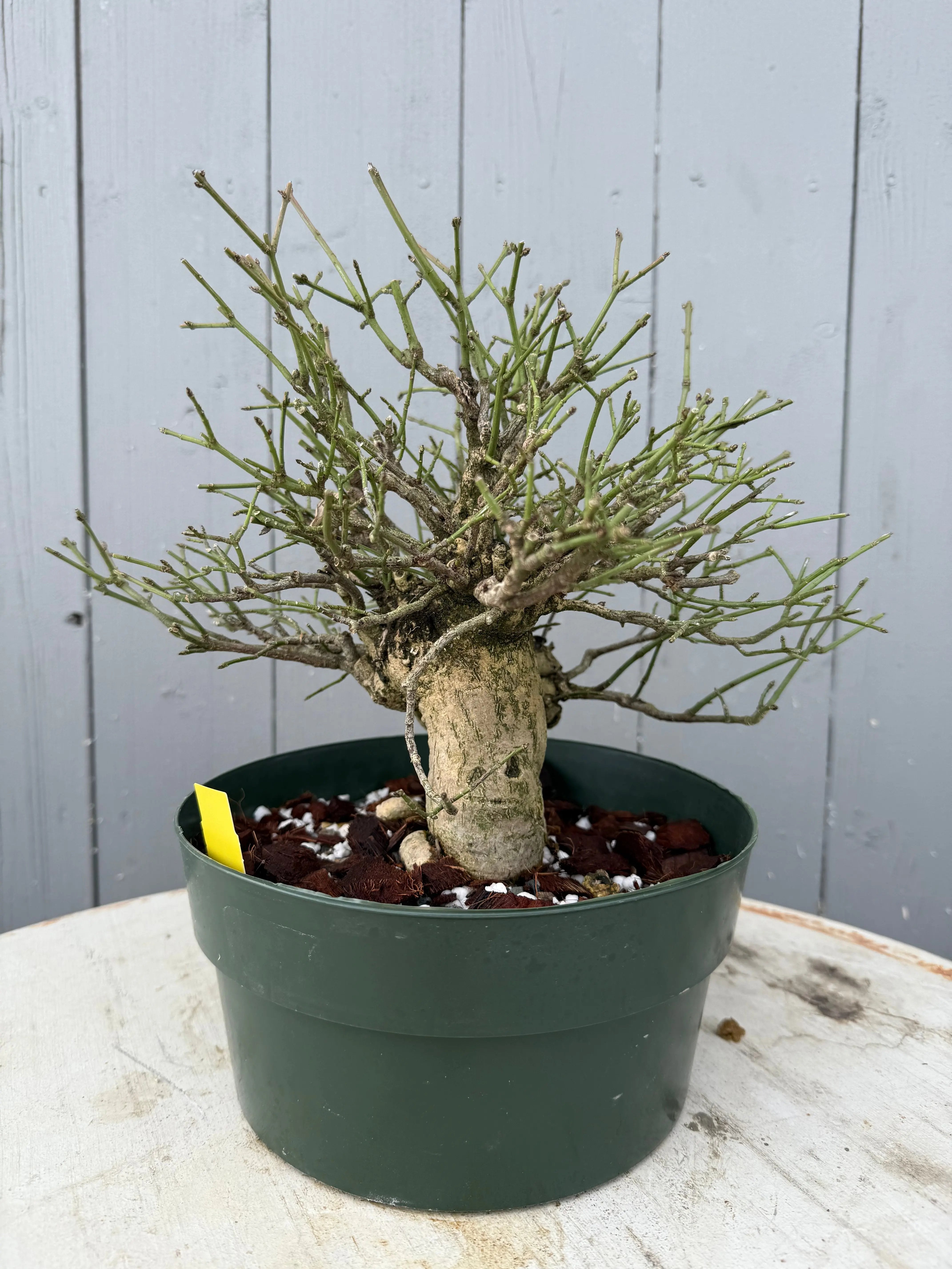 Euonymus Canada Bonsai