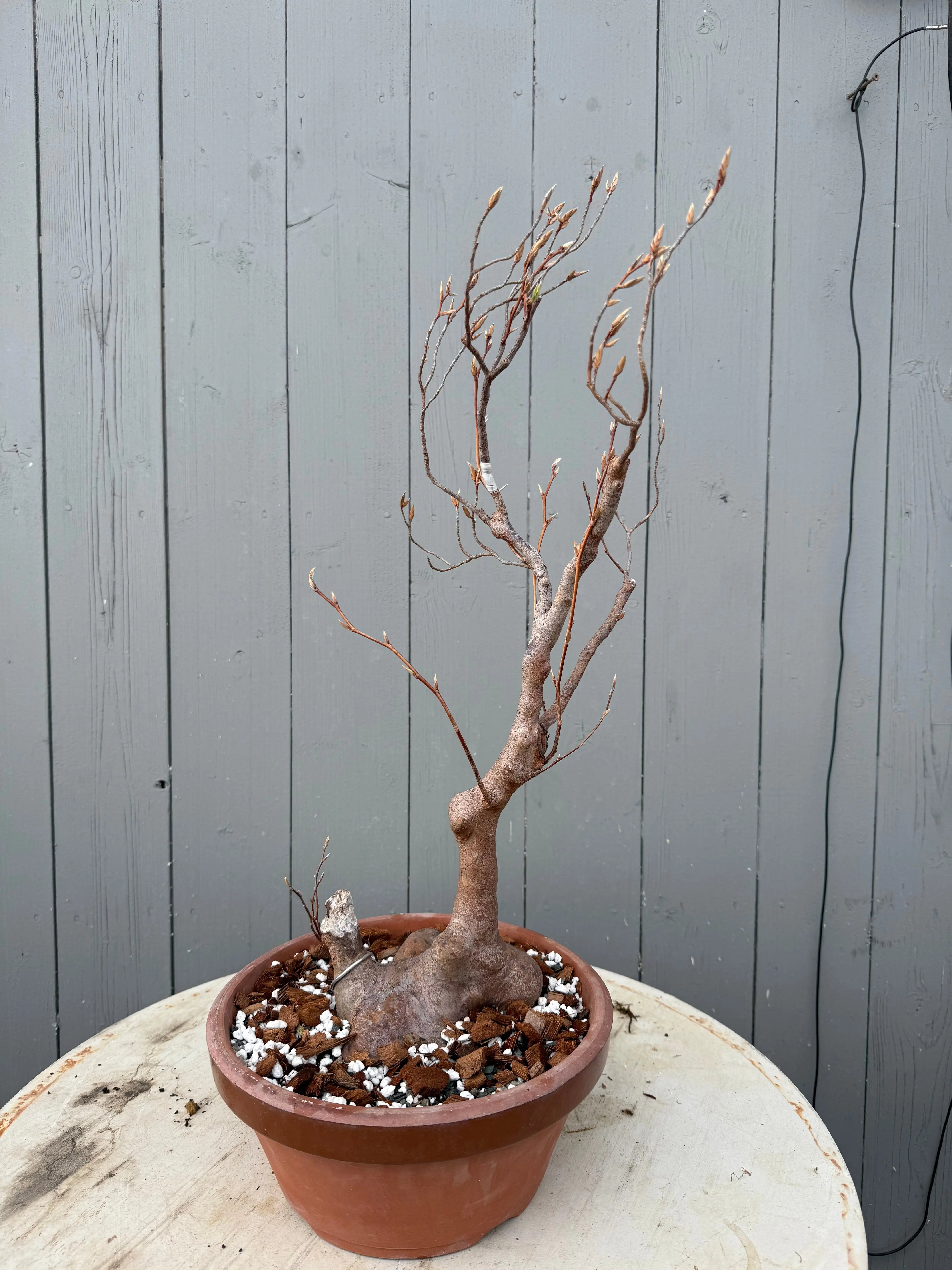 Stewartia monadelpha Canada Bonsai