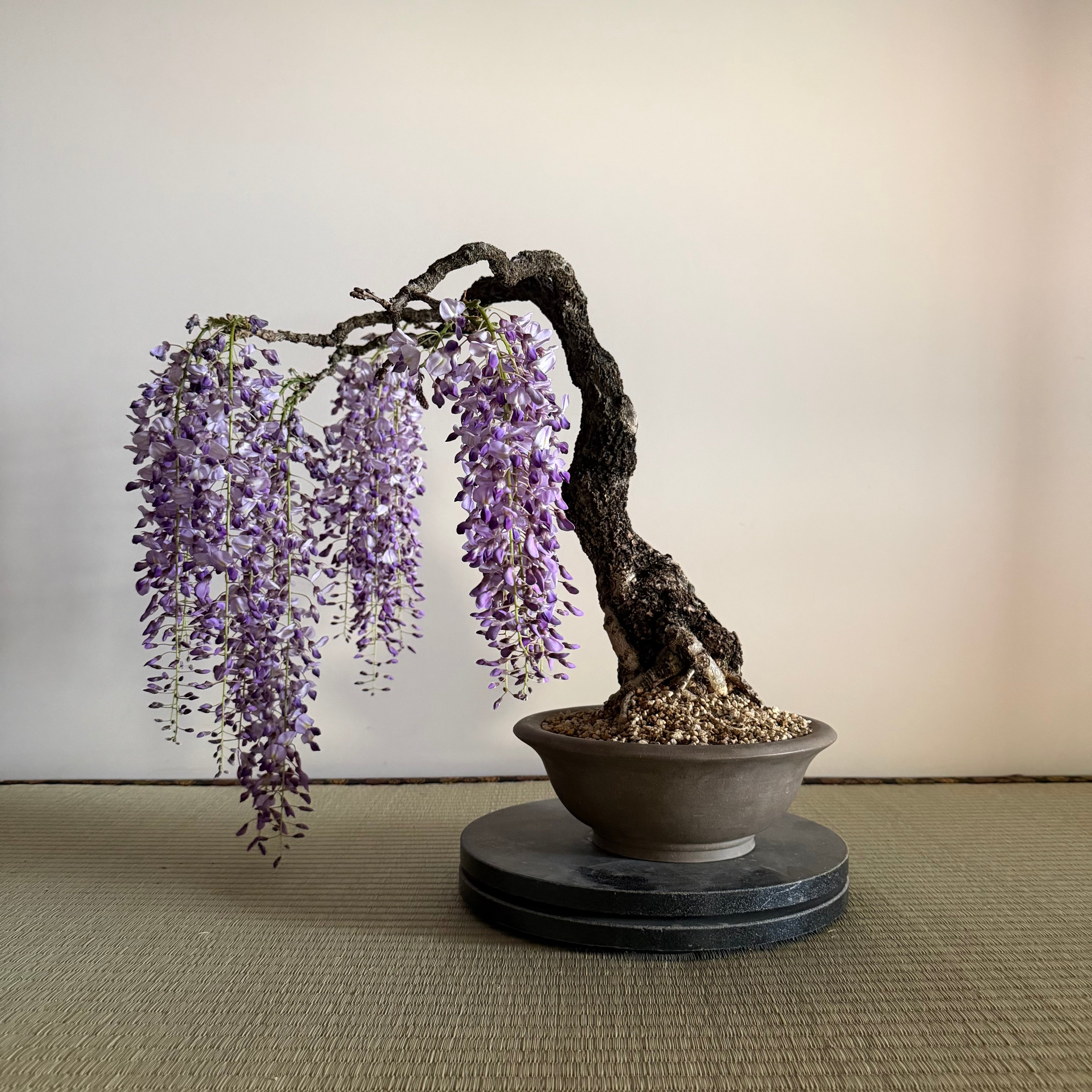 Wisteria floribunda