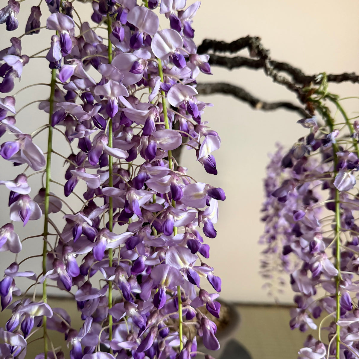 Wisteria floribunda
