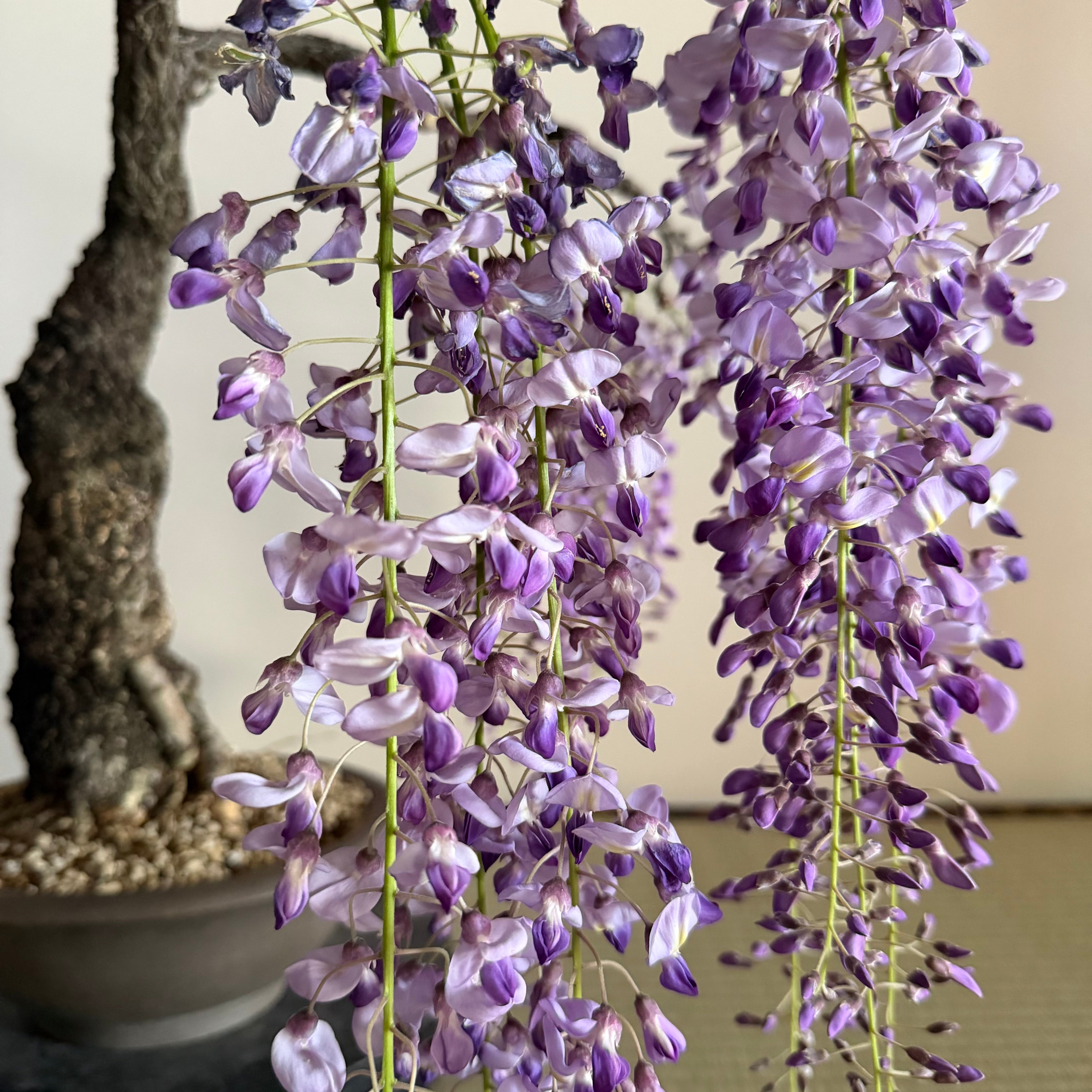 Wisteria floribunda