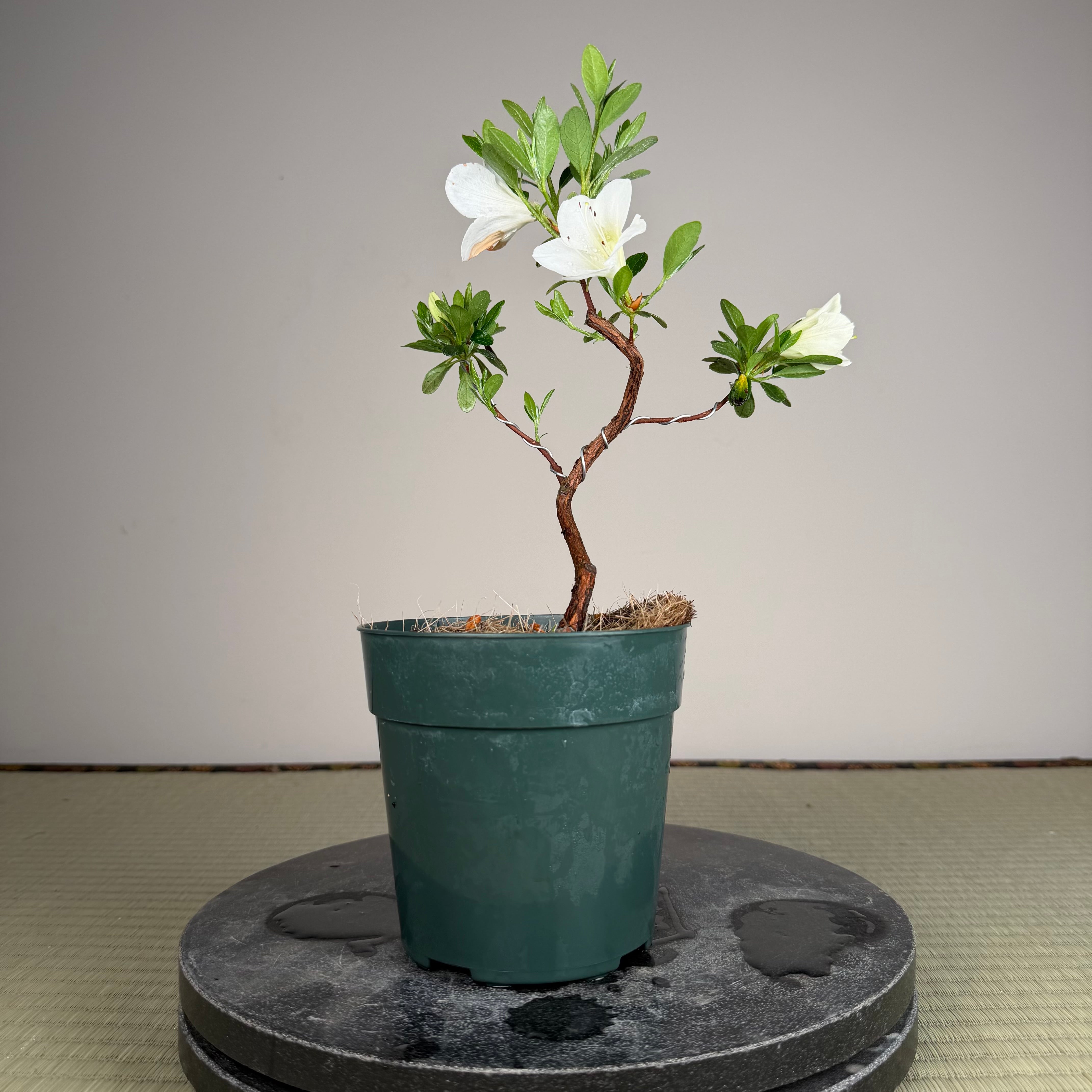 Rhododendron indicum 'Shiroihanakazari'