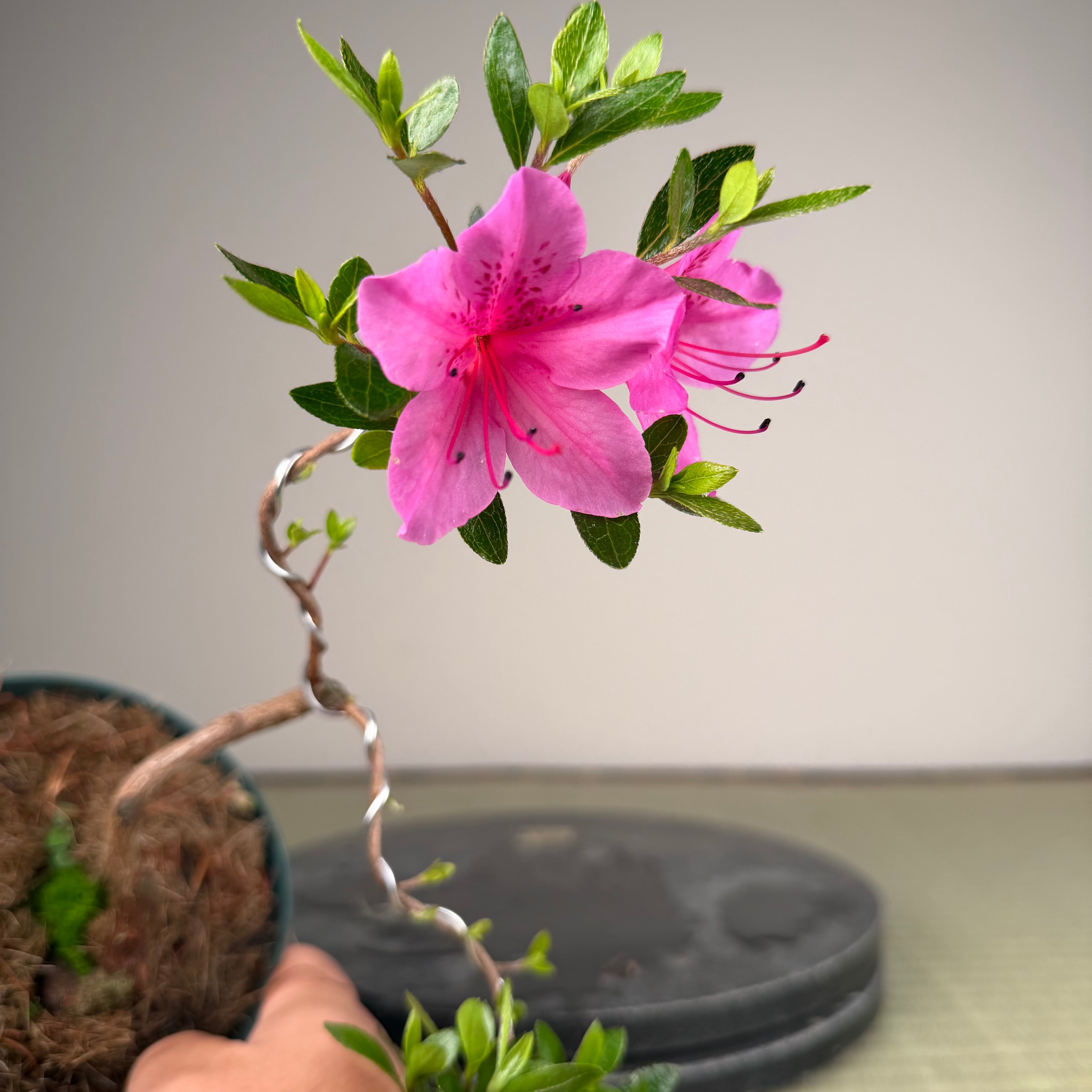 Rhododendron indicum 'Murasaki'