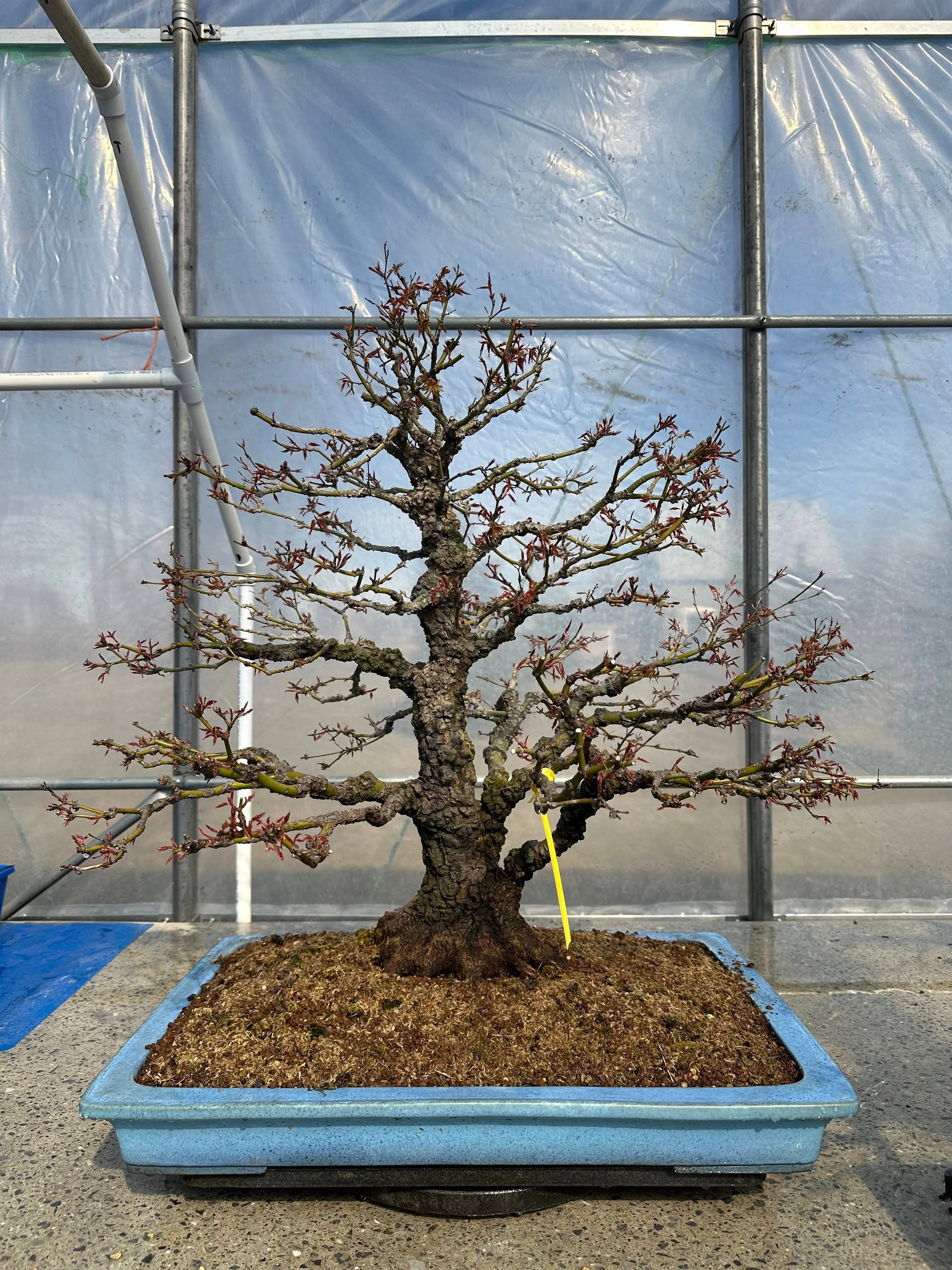 Acer palmatum 'Arakawa' Canada Bonsai
