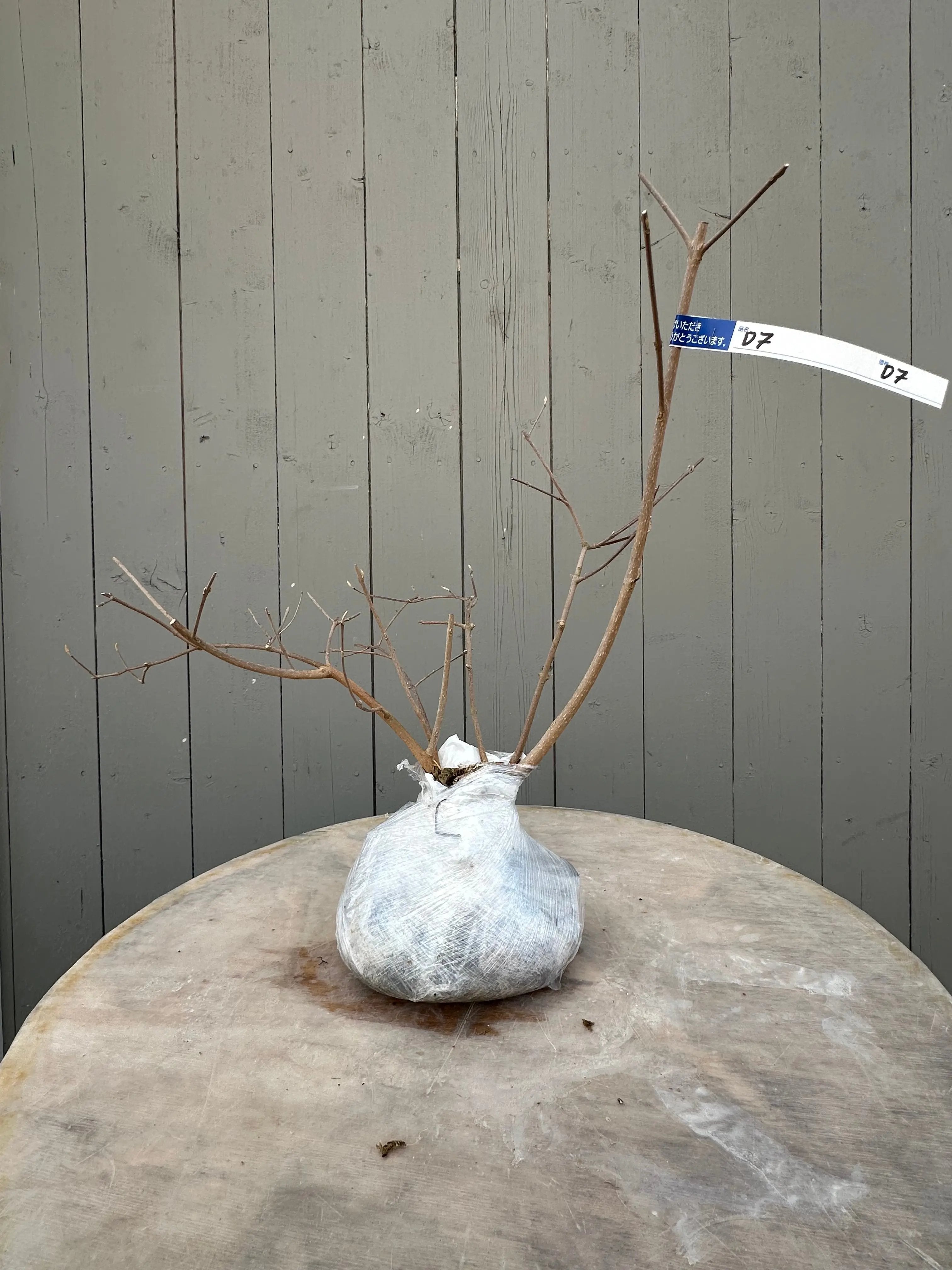 Callicarpa #1-9 Canada Bonsai