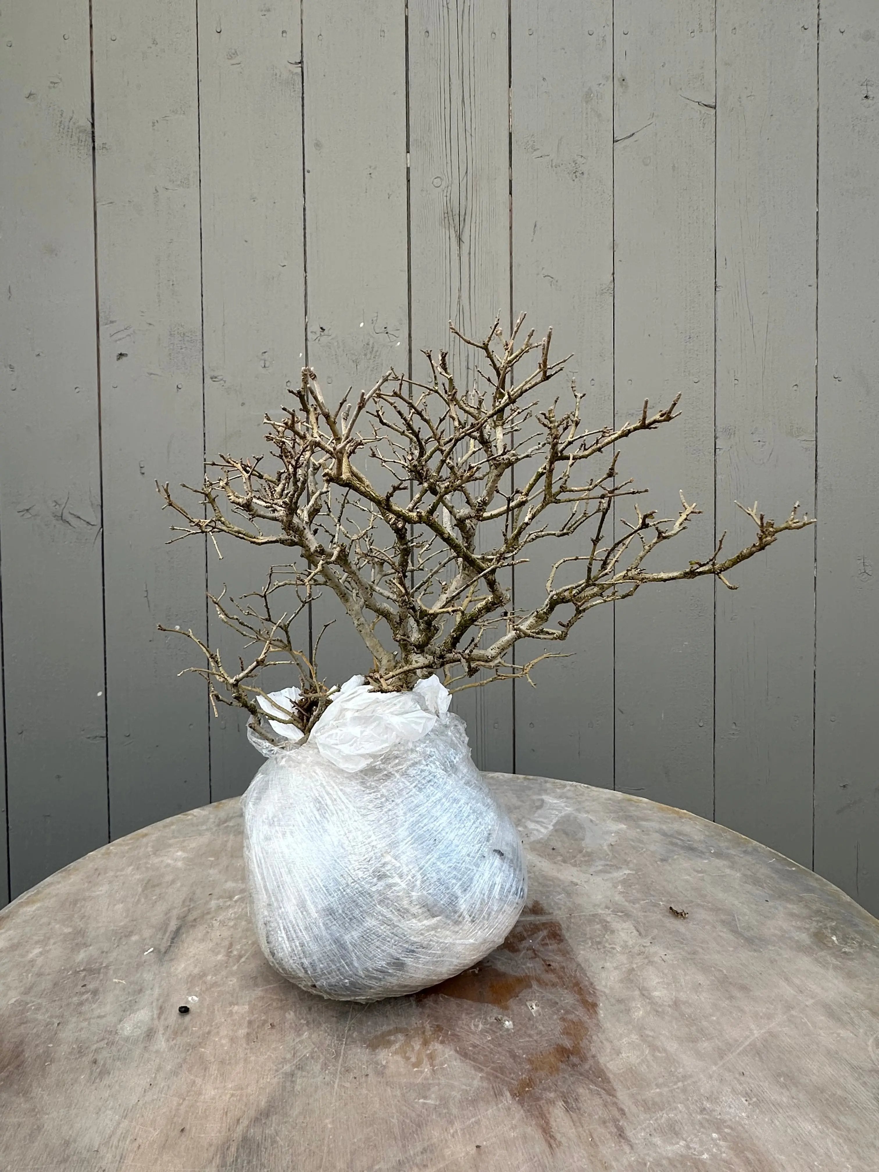 Ligustrum #3 Canada Bonsai