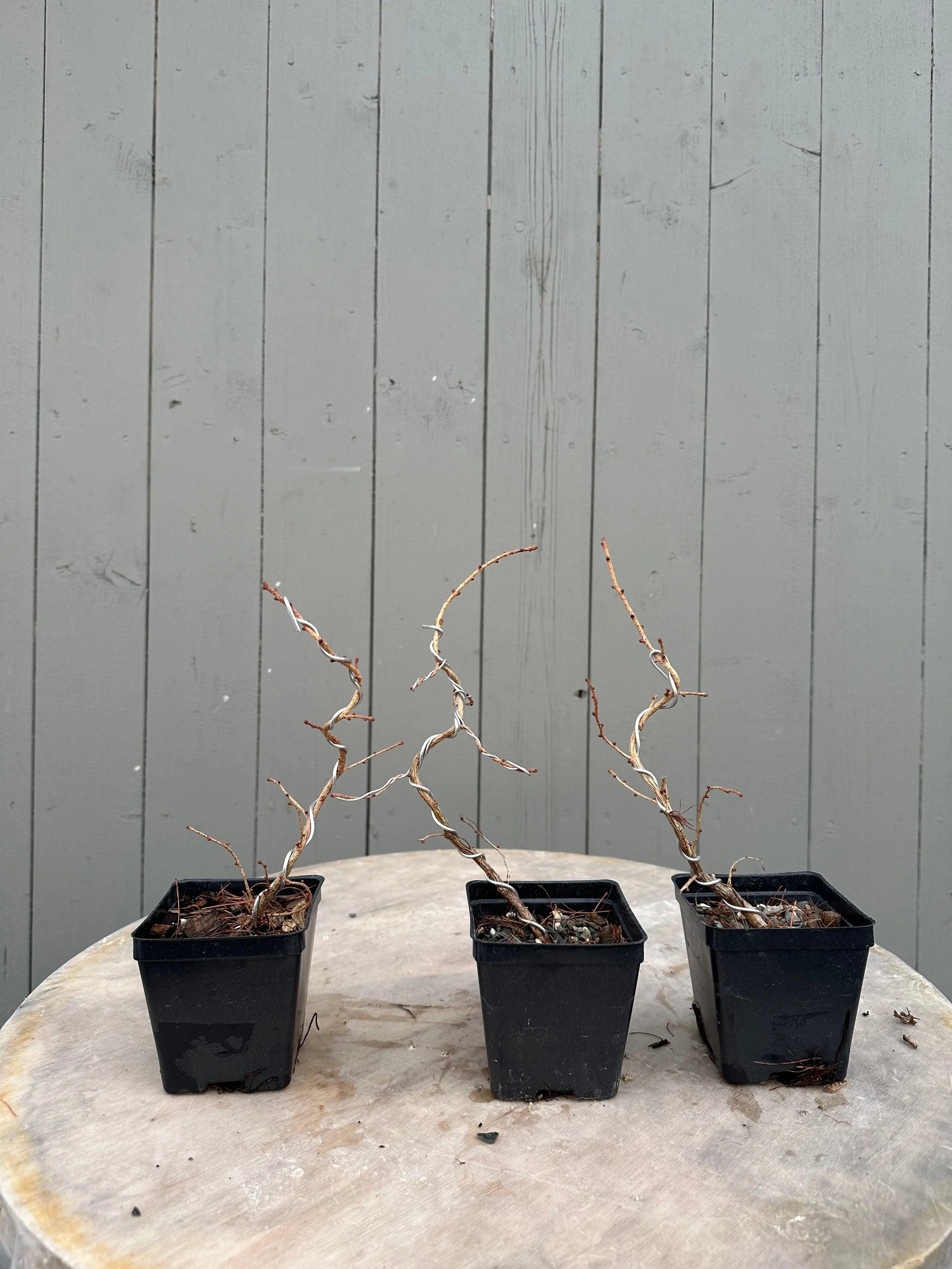 Larix leptolepsis Canada Bonsai