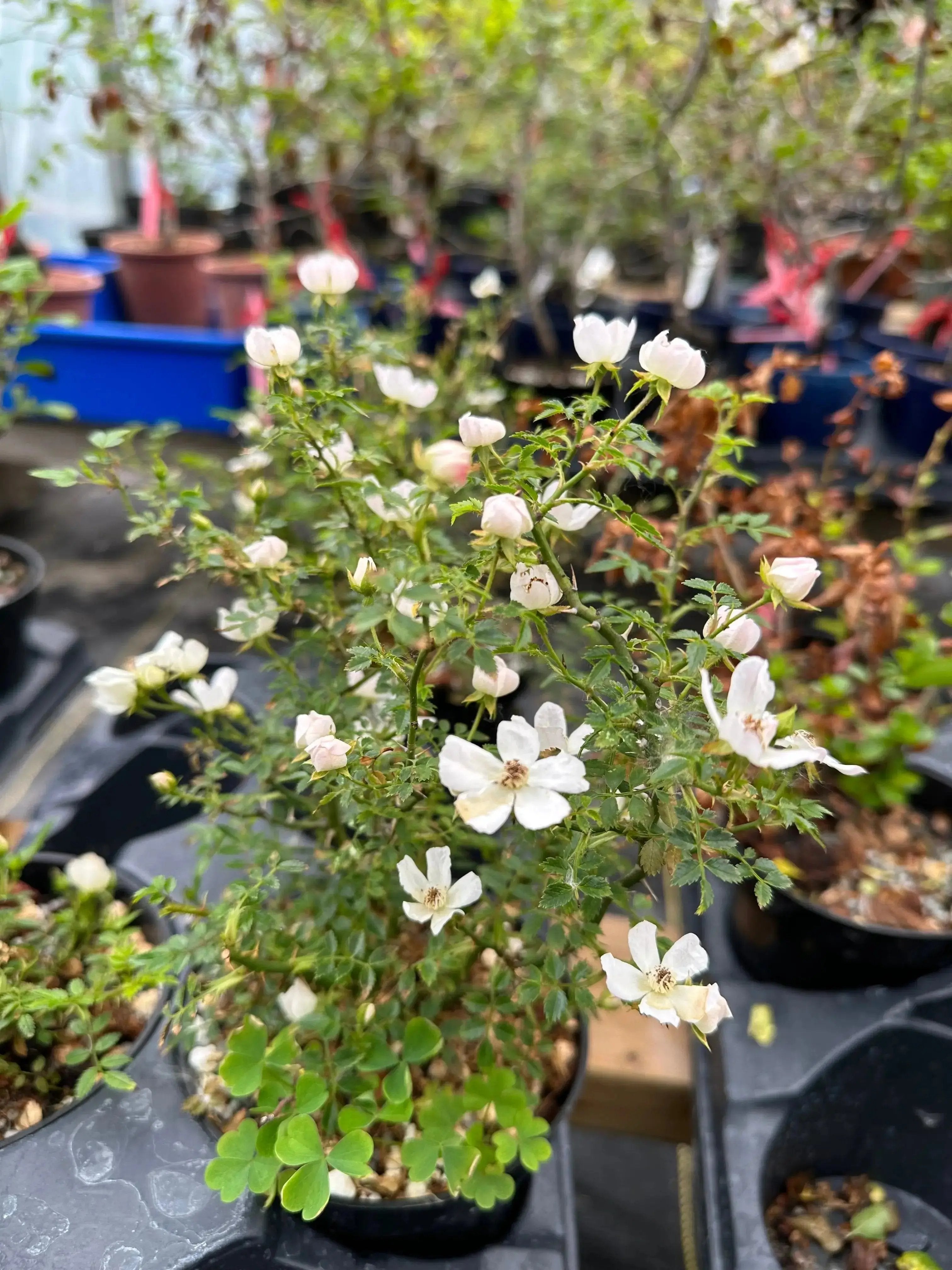 ROSE (white & pink) Canada Bonsai