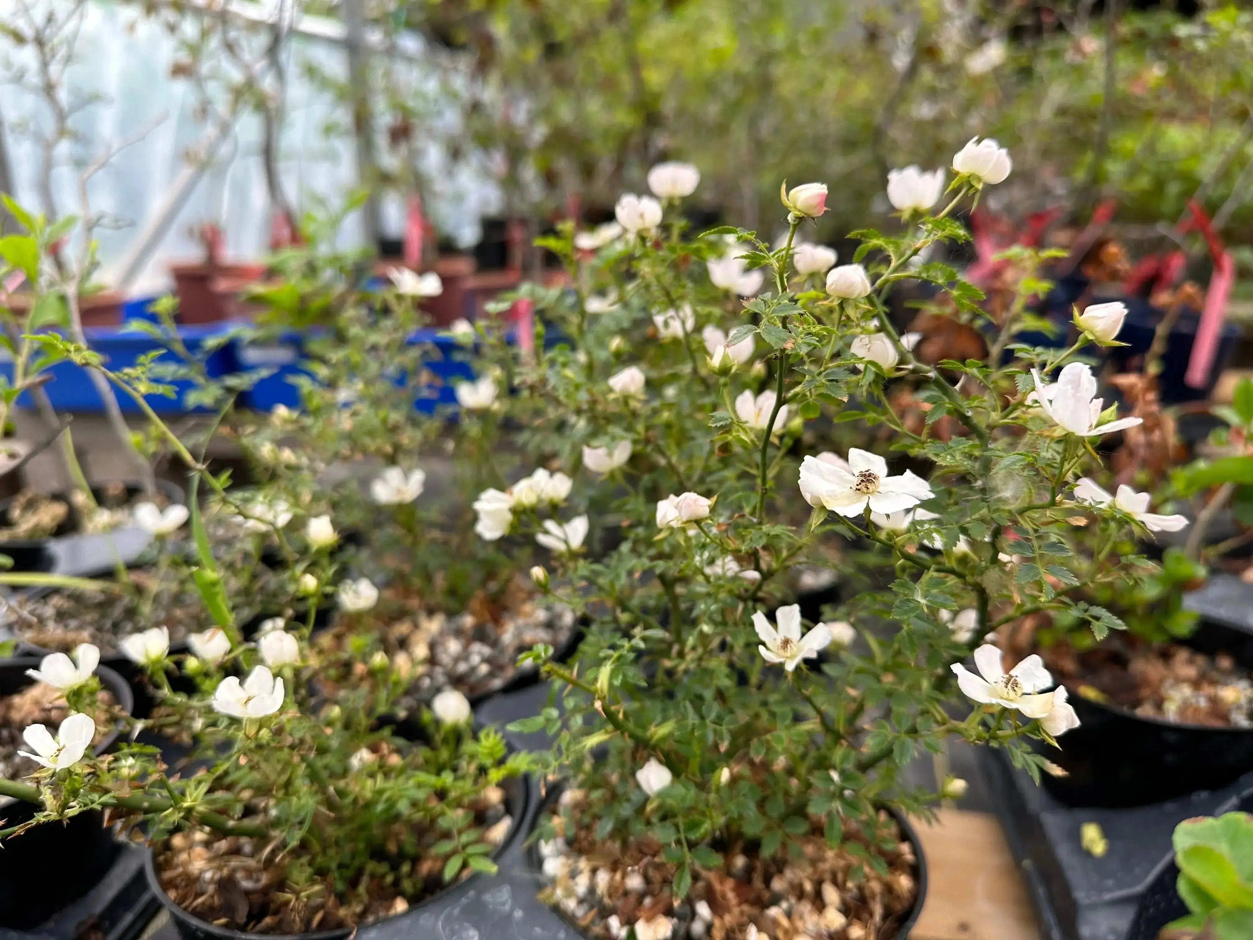 ROSE (white & pink) Canada Bonsai