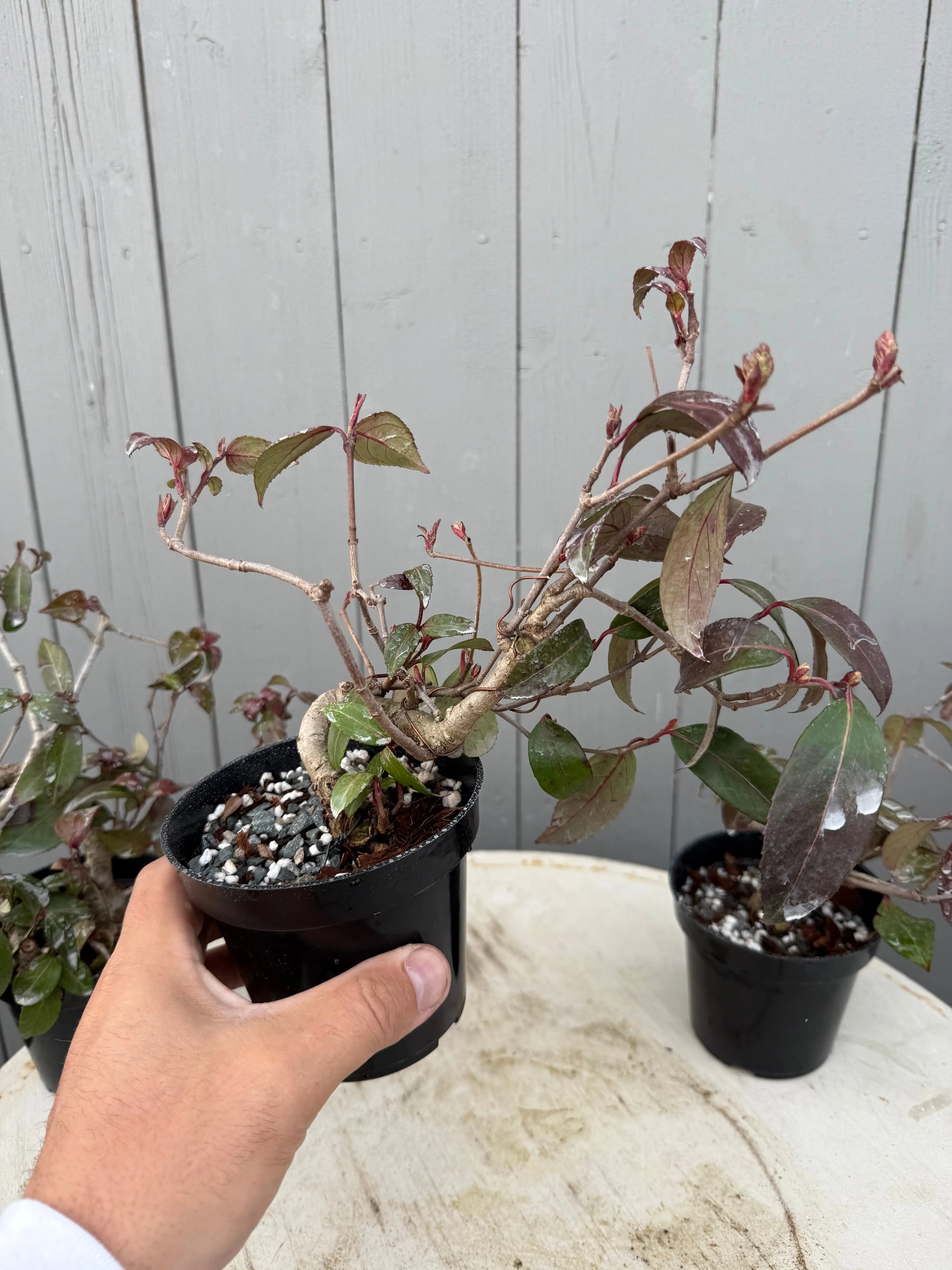 Kadsura japonica Canada Bonsai