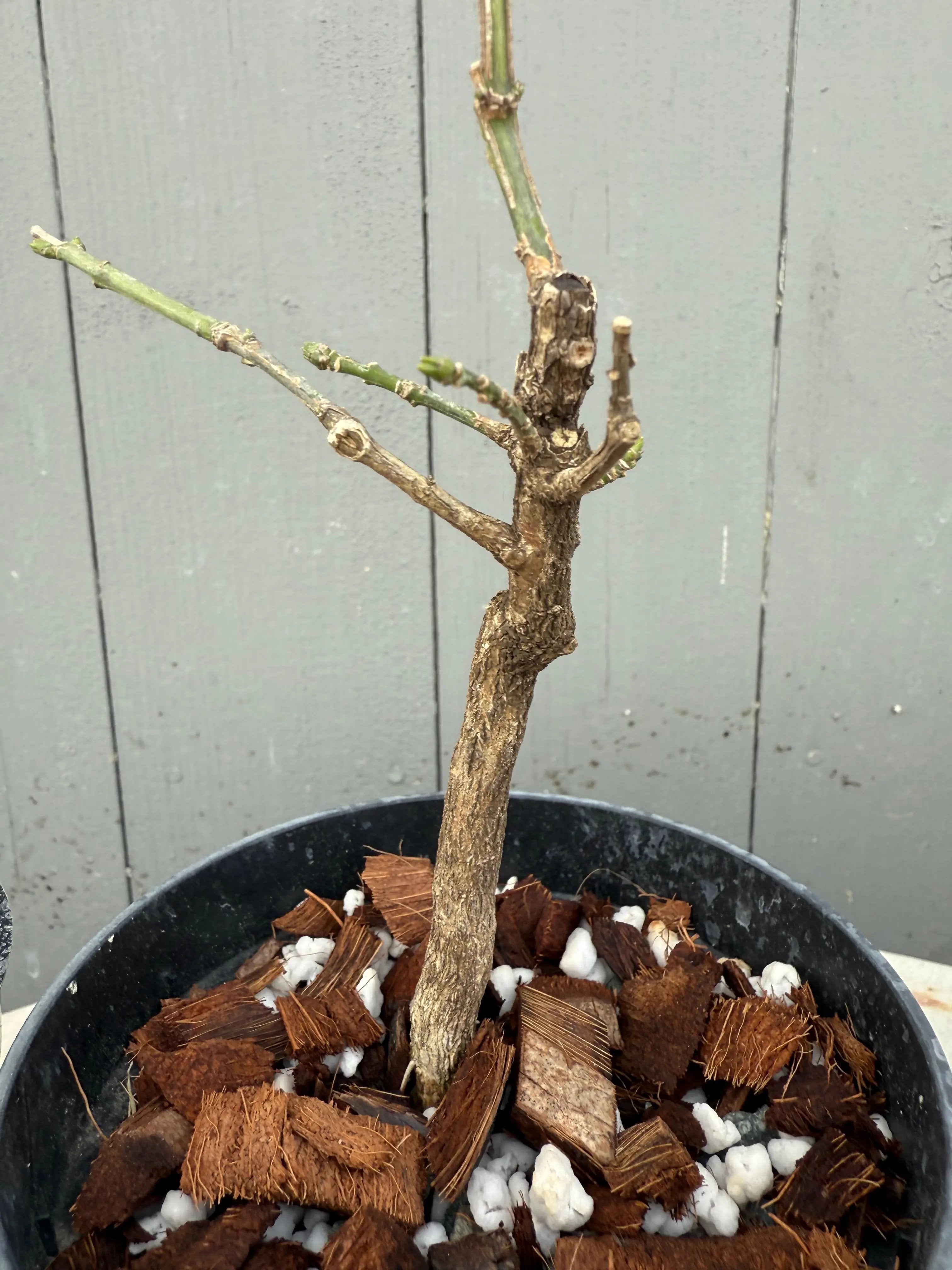Euonymus (white flower) Canada Bonsai