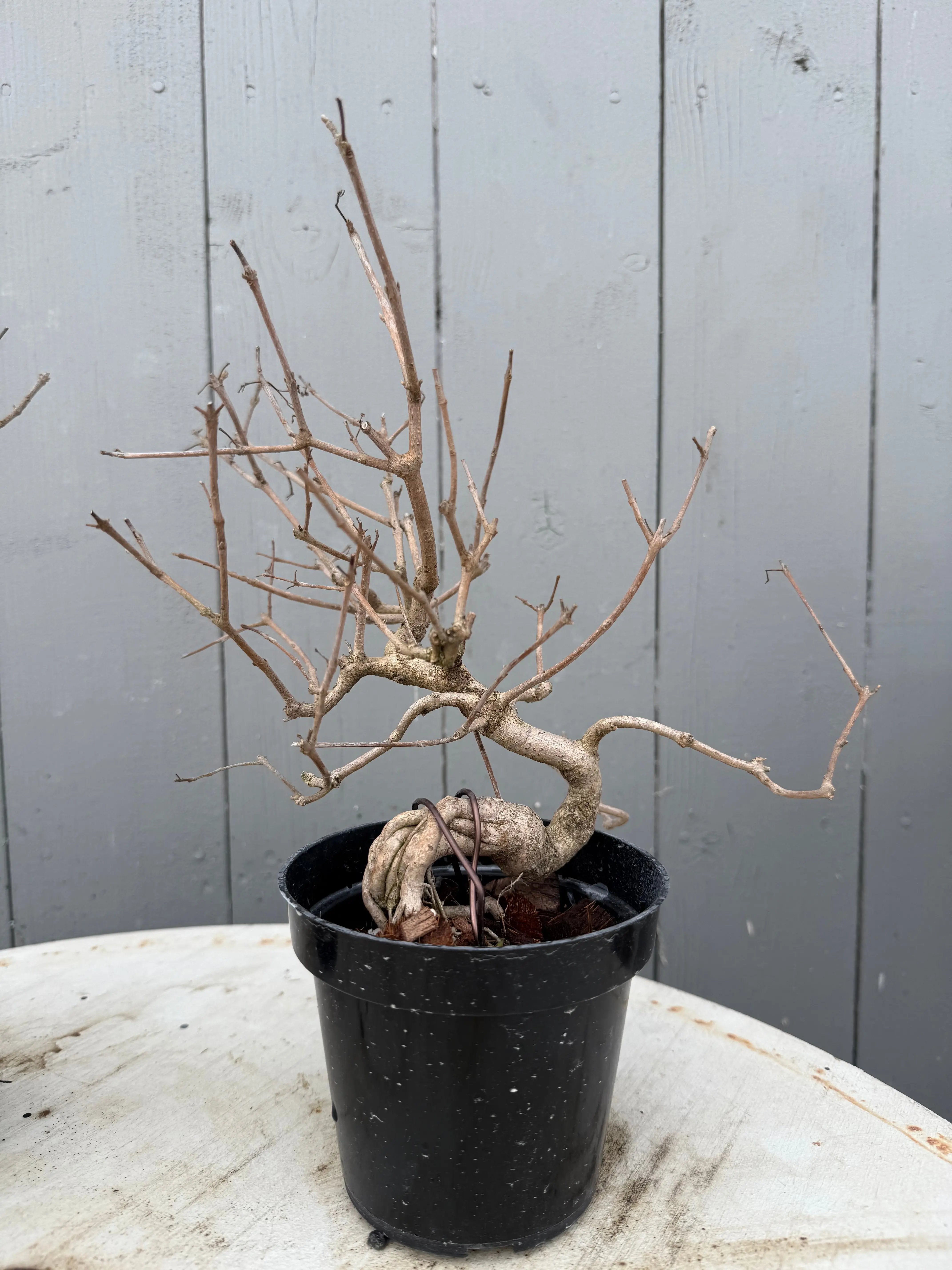 Callicarpa japonica (Toyoda-san) Canada Bonsai