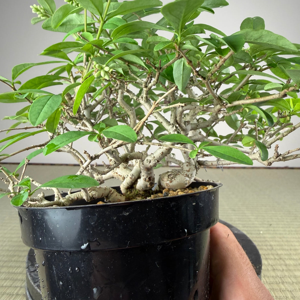 Ligustrum